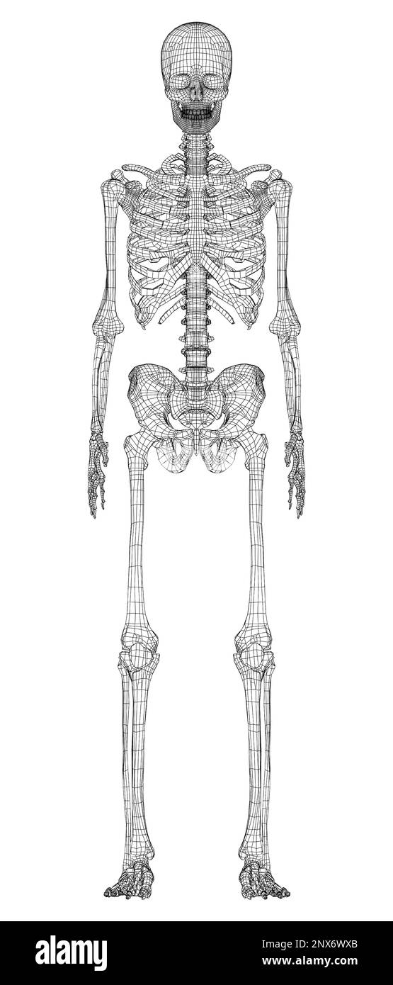 Human skeleton. 3d illustration Stock Photo - Alamy