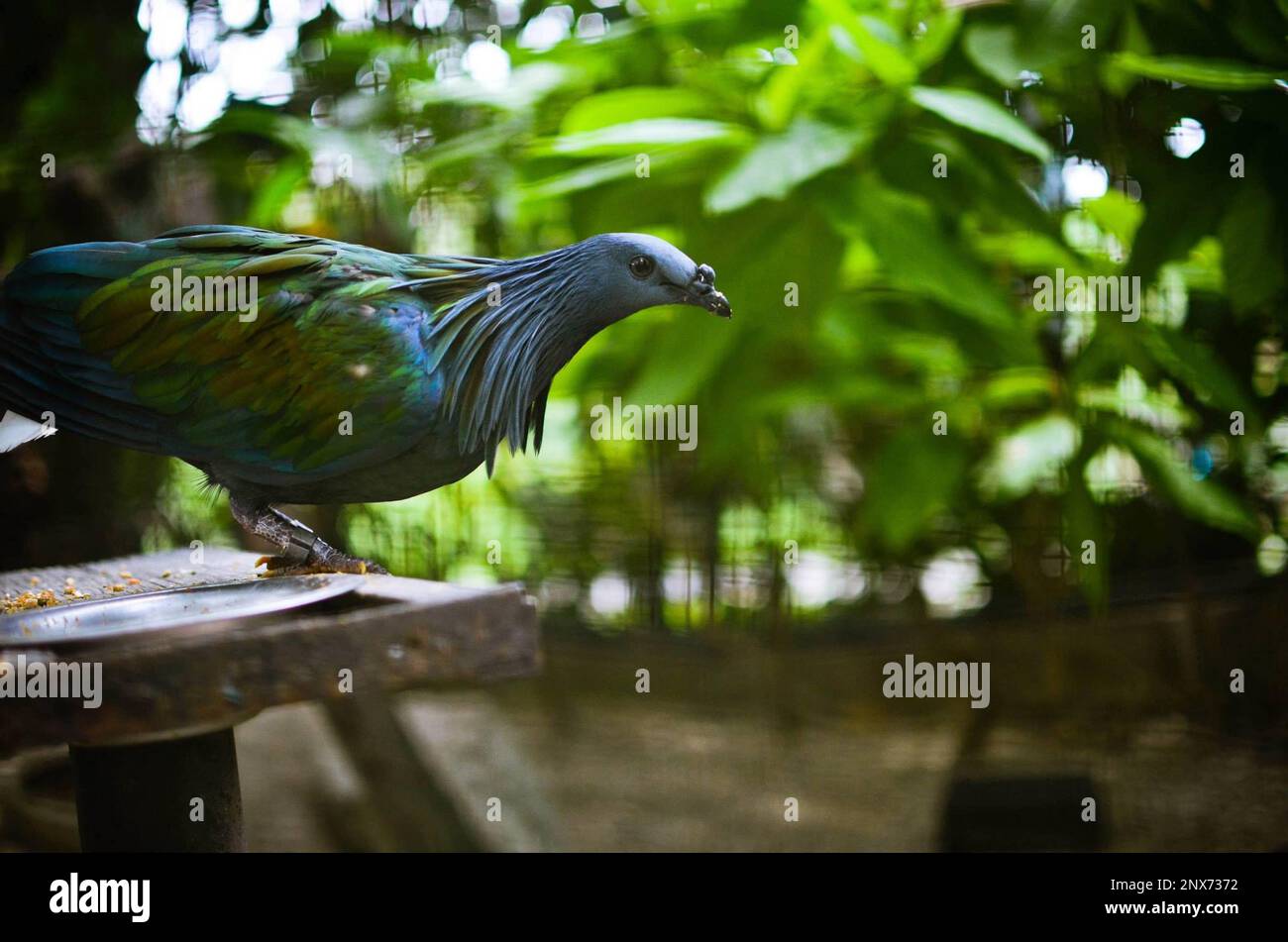 A bird is targeting its prey. Stock Photo