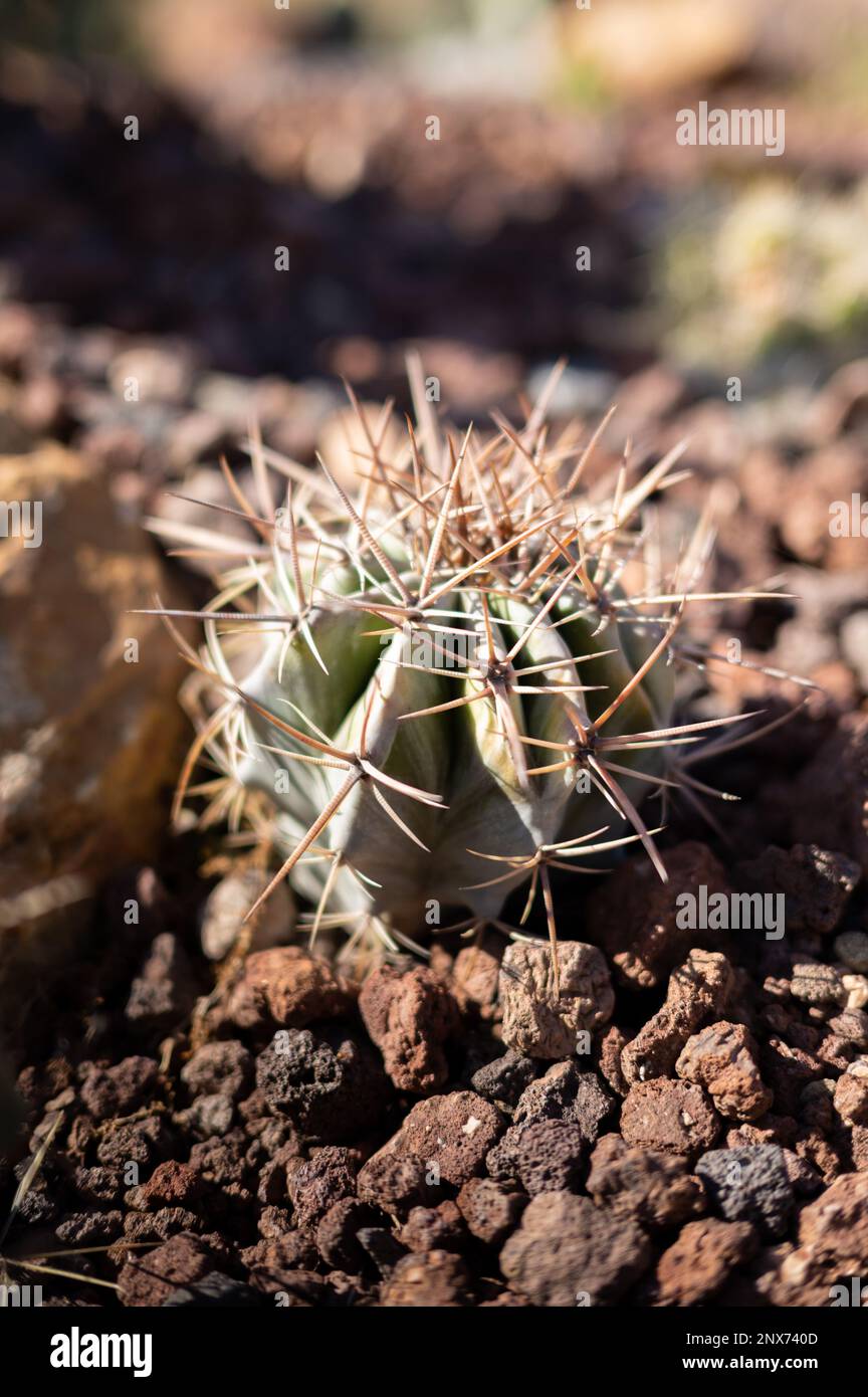 Nature's Living Sculpture: An Up-Close Look at the Fascinating World of Cacti Stock Photo