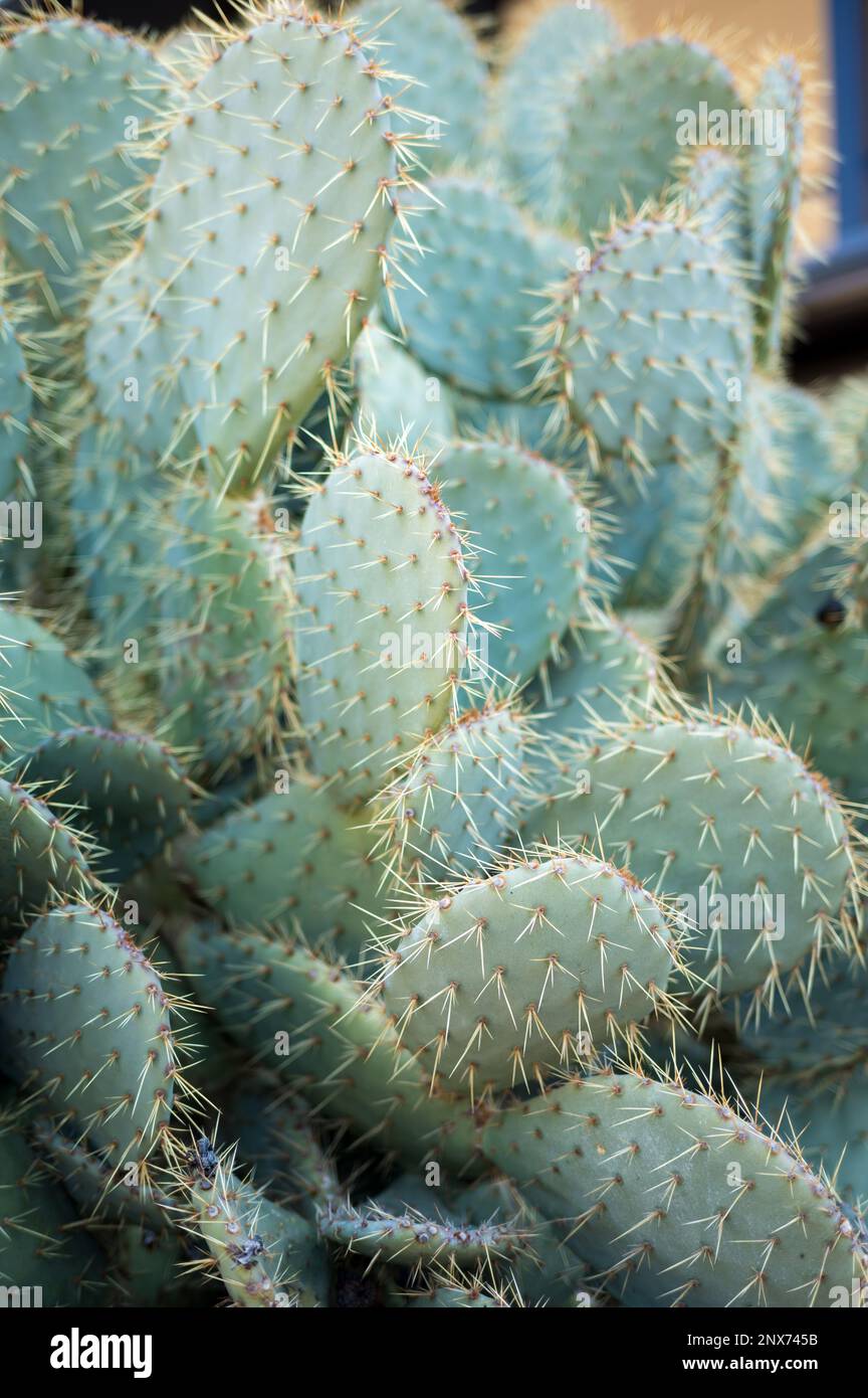 Nature's Living Sculpture: An Up-Close Look at the Fascinating World of Cacti Stock Photo