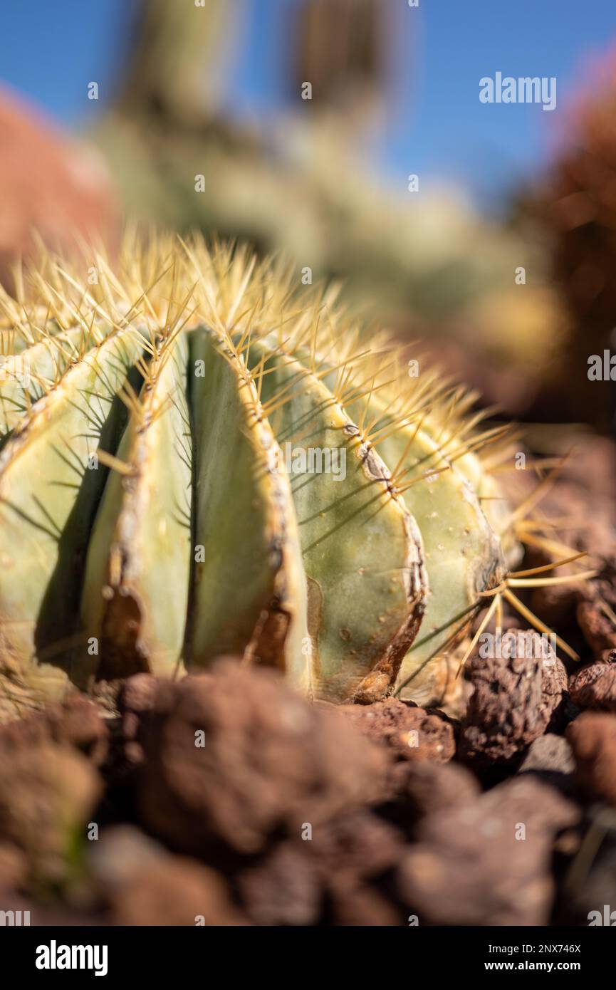 Nature's Living Sculpture: An Up-Close Look at the Fascinating World of Cacti Stock Photo