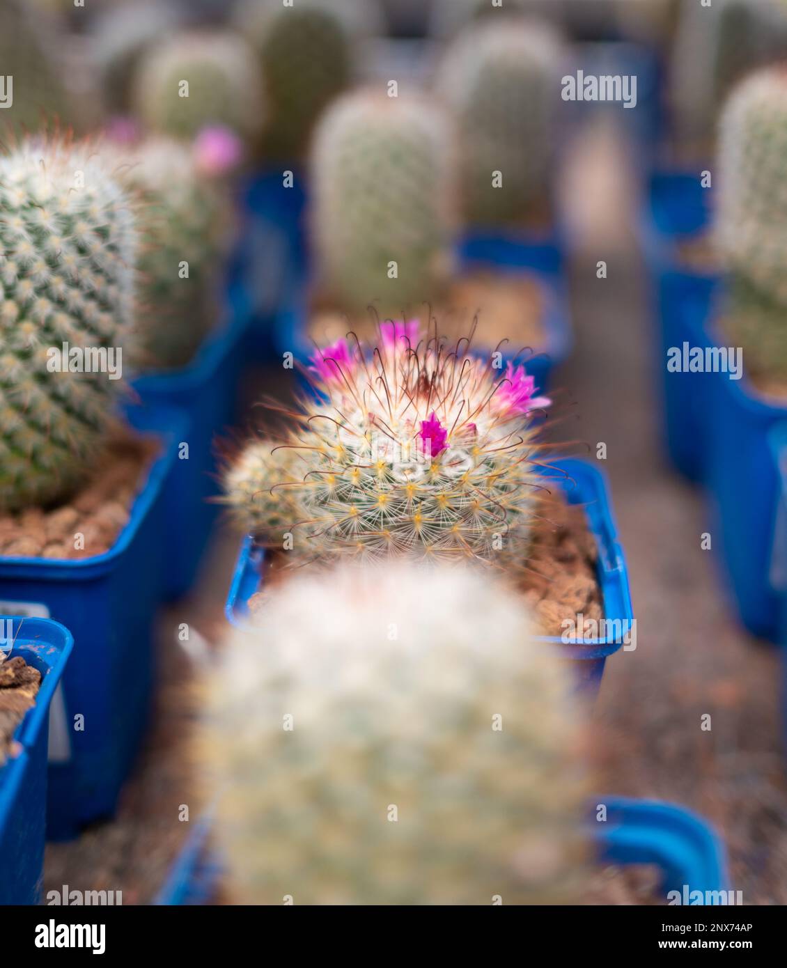Finding Beauty in the Desert: A Vibrant and Unique Photo of a Majestic Cactus Stock Photo
