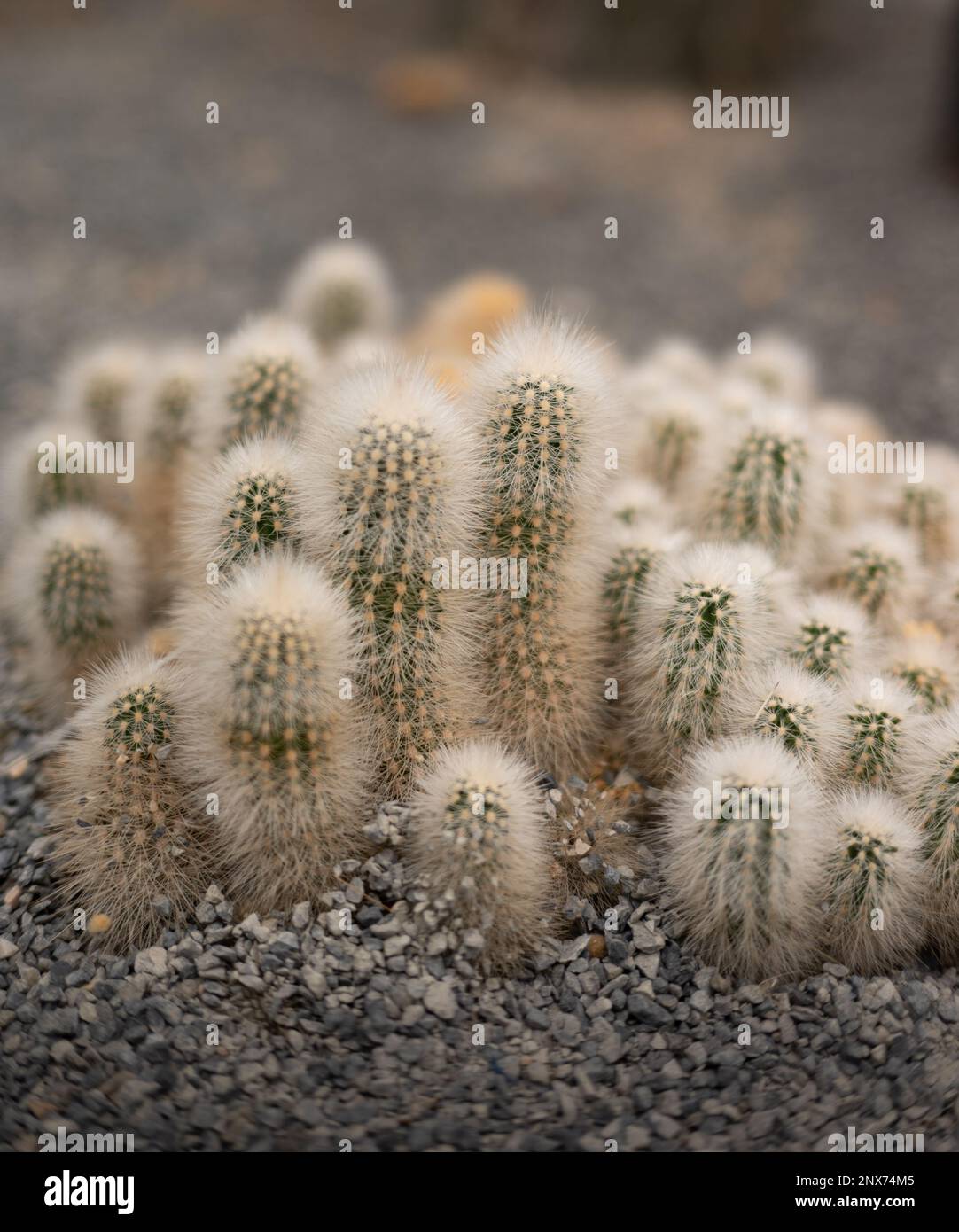 Survivors of the Desert: A Tribute to the Strength and Adaptability of Cacti Stock Photo