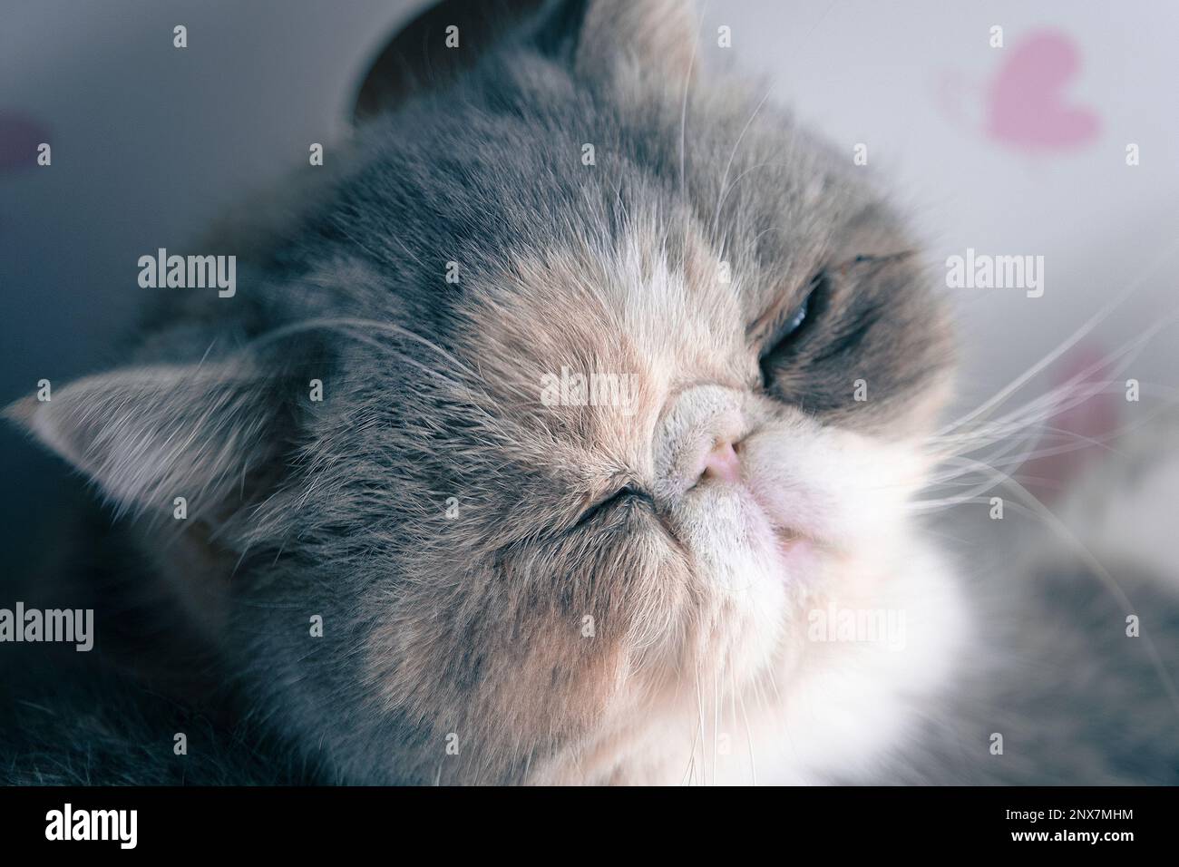 Exotic shorthair cat sleeping next to a window. in a living room. Day time. No people. Stock Photo
