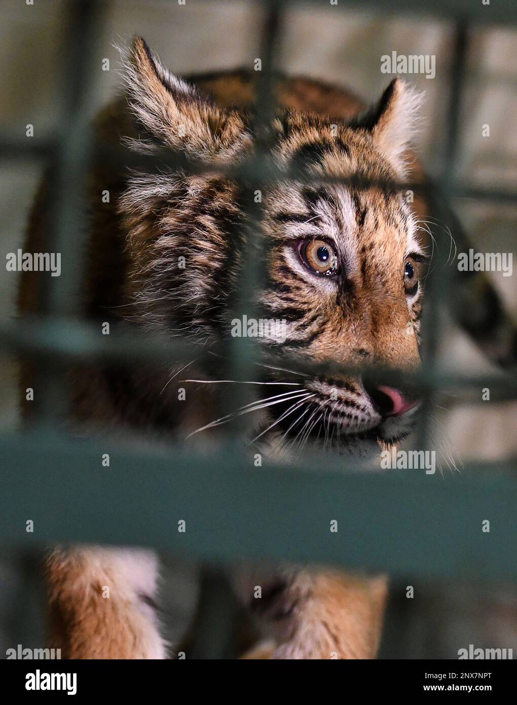 A monthsold tiger cub is shown inside a veterinary clinic holding area