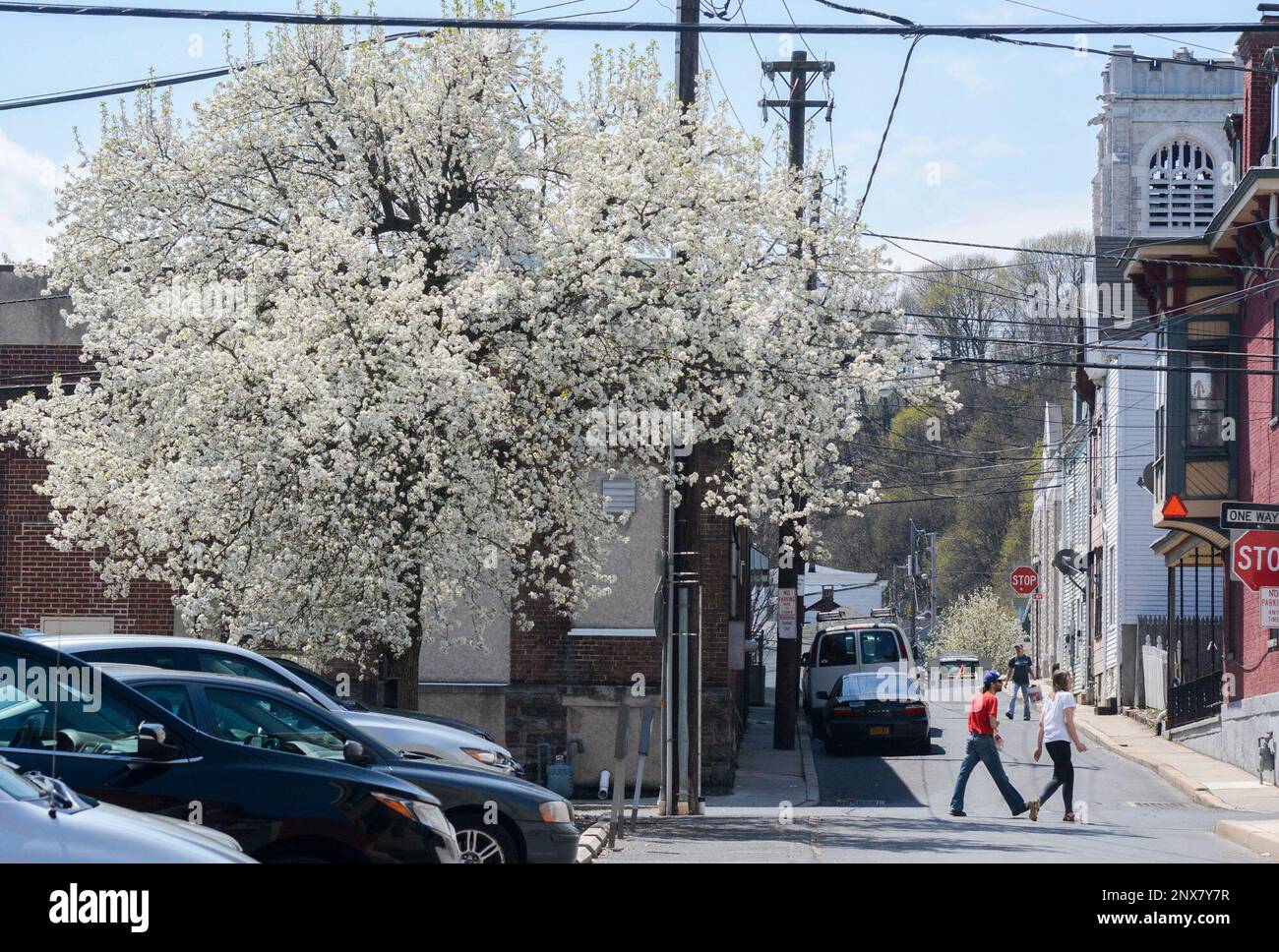 A bradford callery pear blooms at the corner of West Arch and North