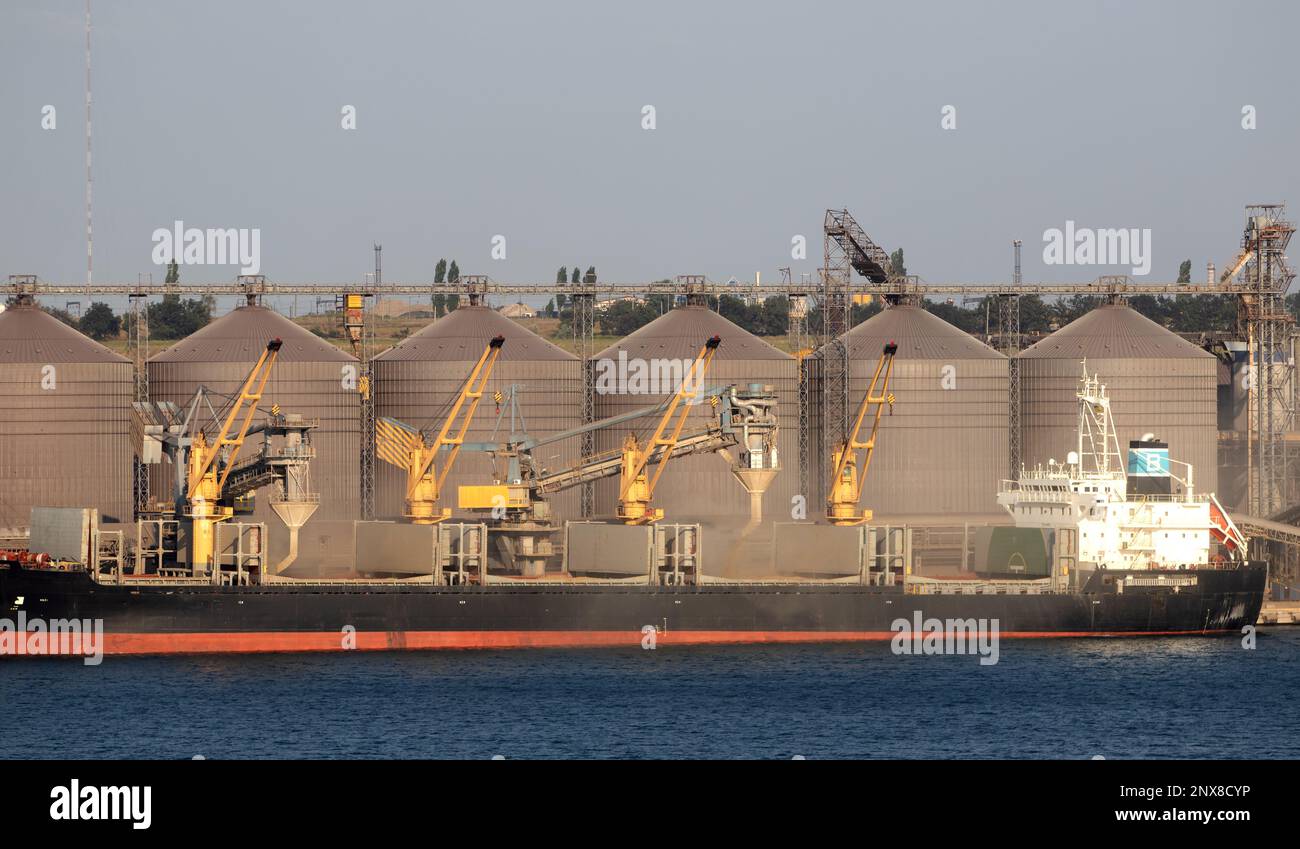 Loading grain into holds of marine cargo ship on automatic line in