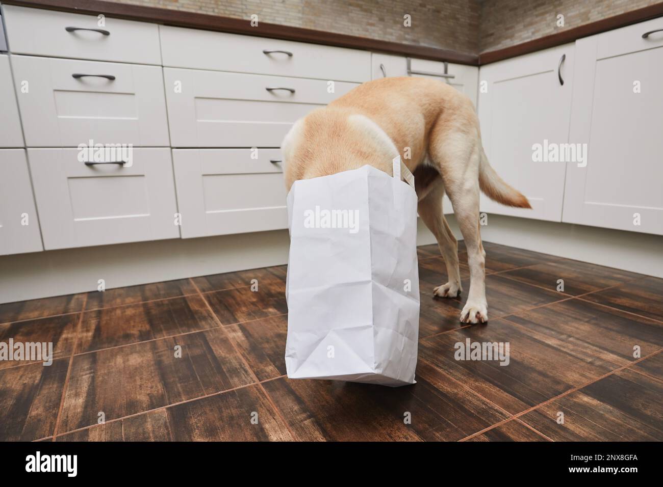 Naughty dog in home kitchen. Curious and hungry labrador retriever eating purchase from paper bag. Stock Photo