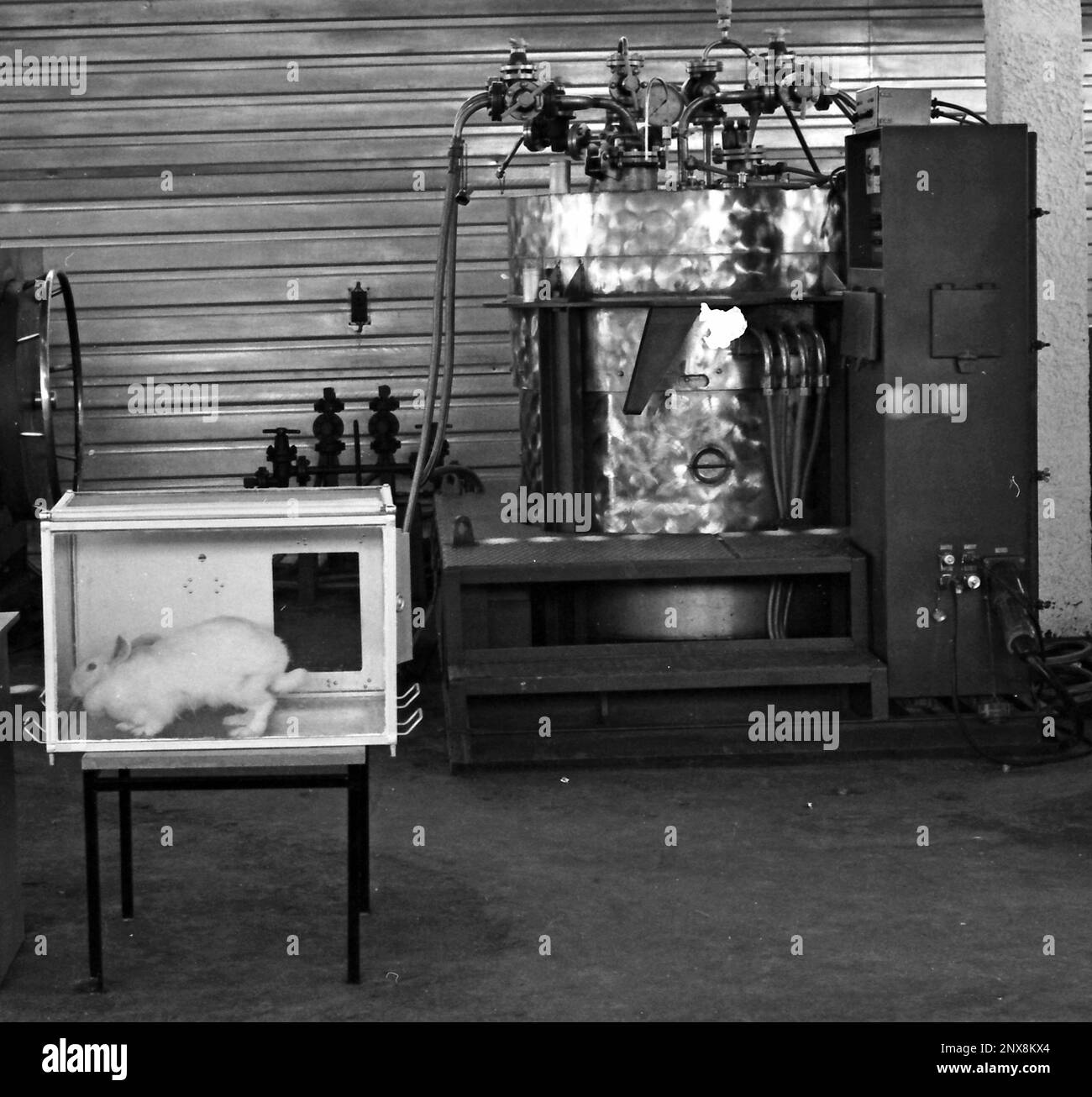 In this Oct. 4, 1987 photo, a lab rabbit rests in a container during a ...
