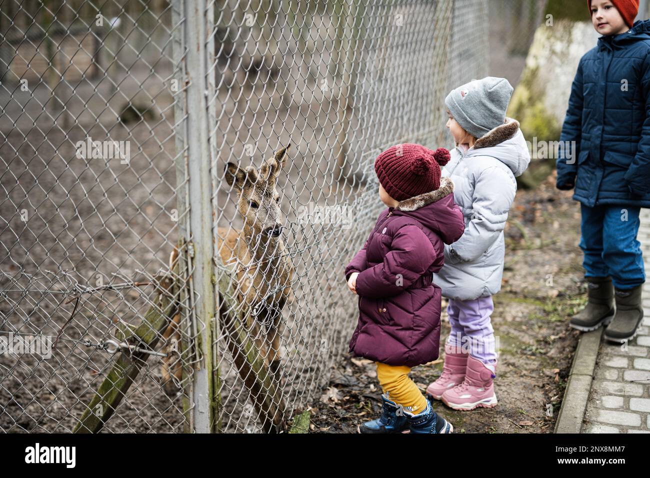Kids feeding deer in a petting zoo farm Stock Photo Alamy