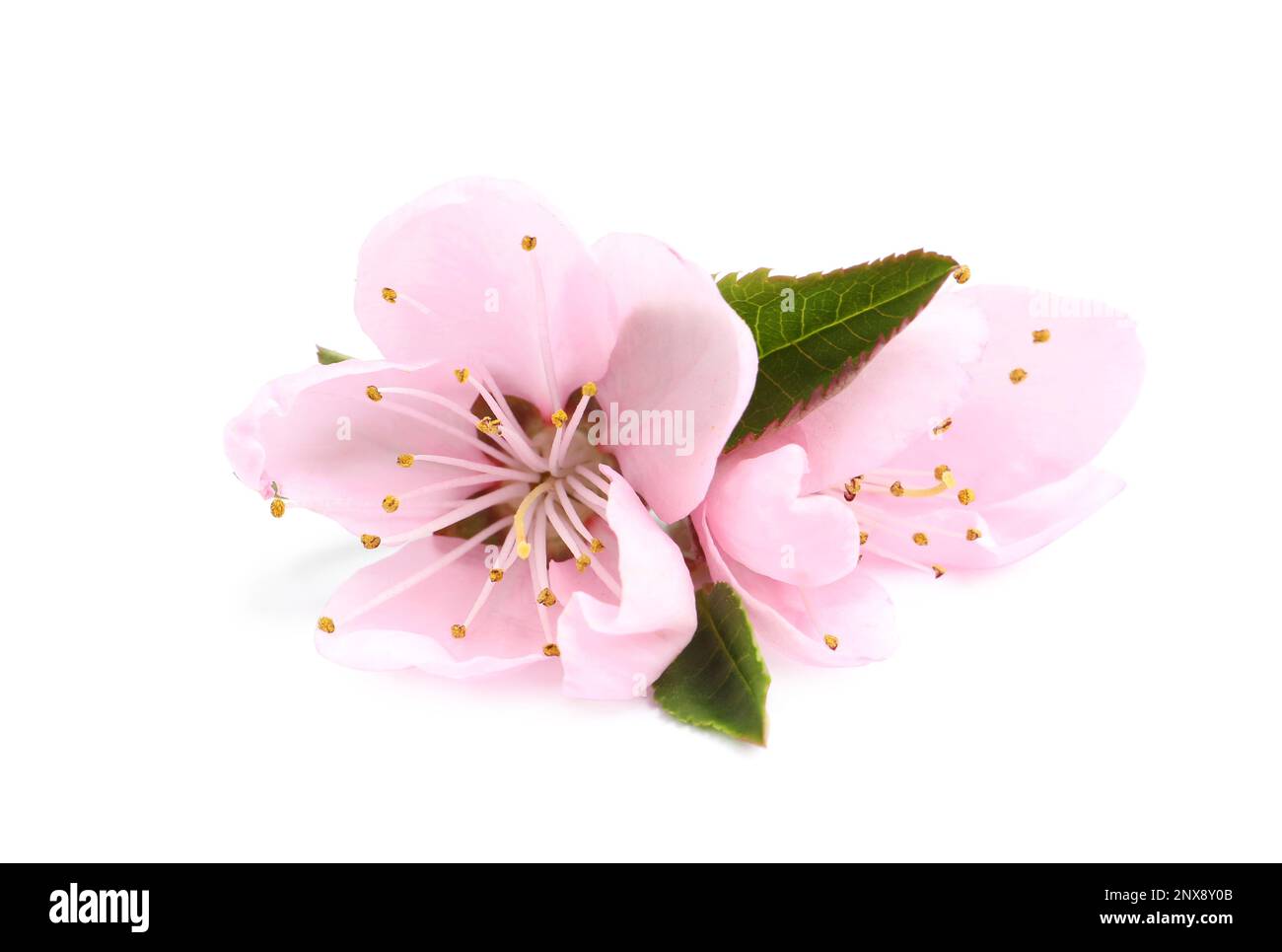Beautiful sakura tree flowers on white background Stock Photo