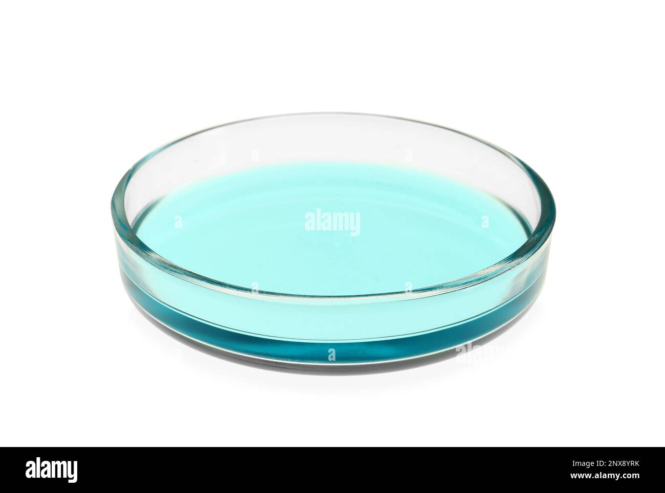 Petri dish with turquoise liquid isolated on white Stock Photo Alamy