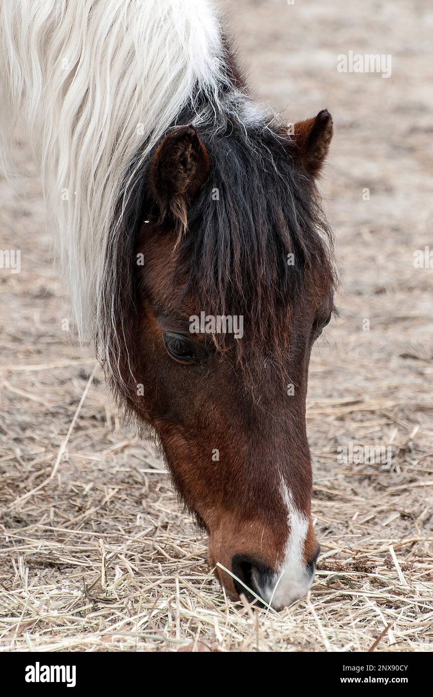 American Shetland Pony close-up, vertical Stock Photo