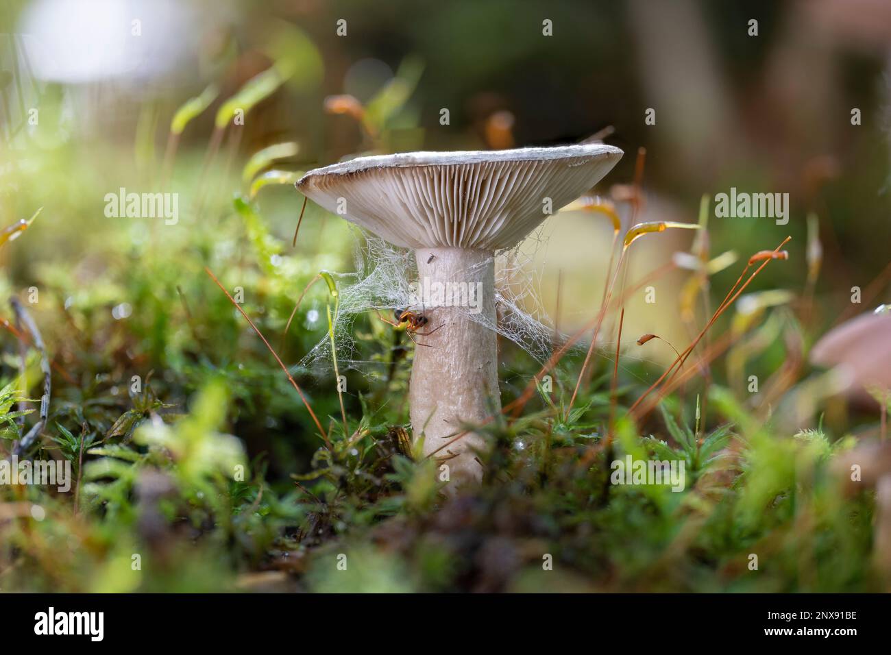 A closeup of a slimy milkcap mushroom (Lactarius blennius). Stock Photo