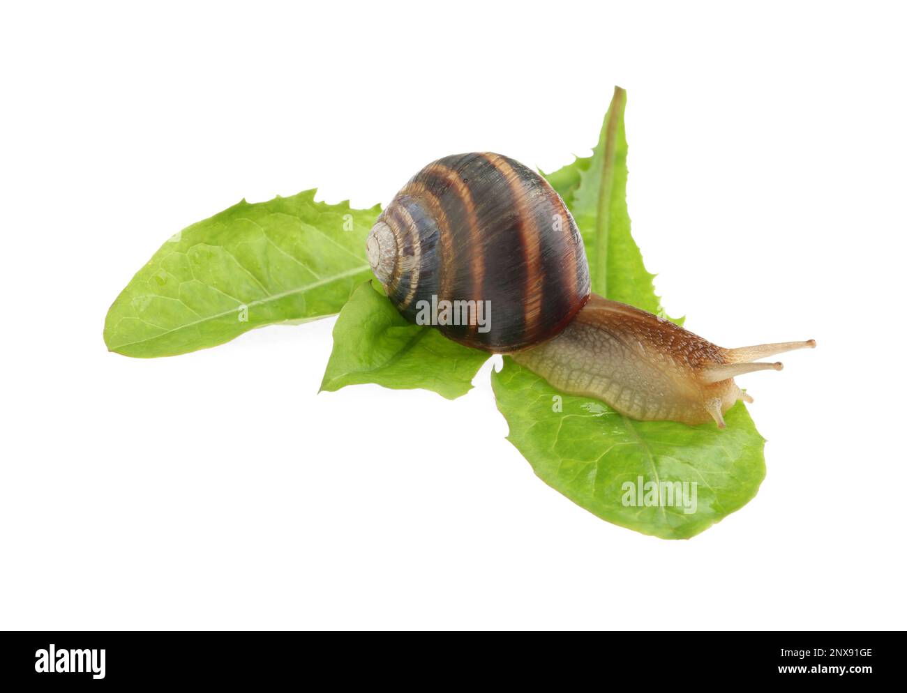Common garden snail crawling on green leaves against white background ...