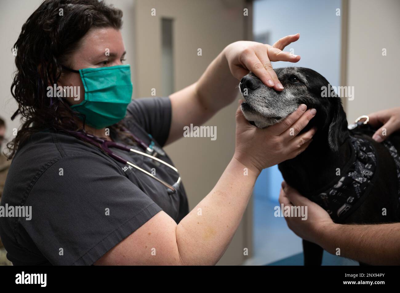 Dr. Erin Hiskett, McConnell Air Force Base, Kansas, veterinarian, checks Java’s teeth Jan. 30