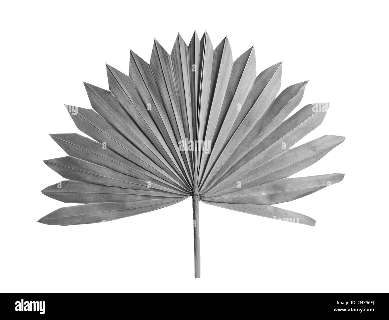 Fan shaped leaf Black and White Stock Photos & Images Alamy