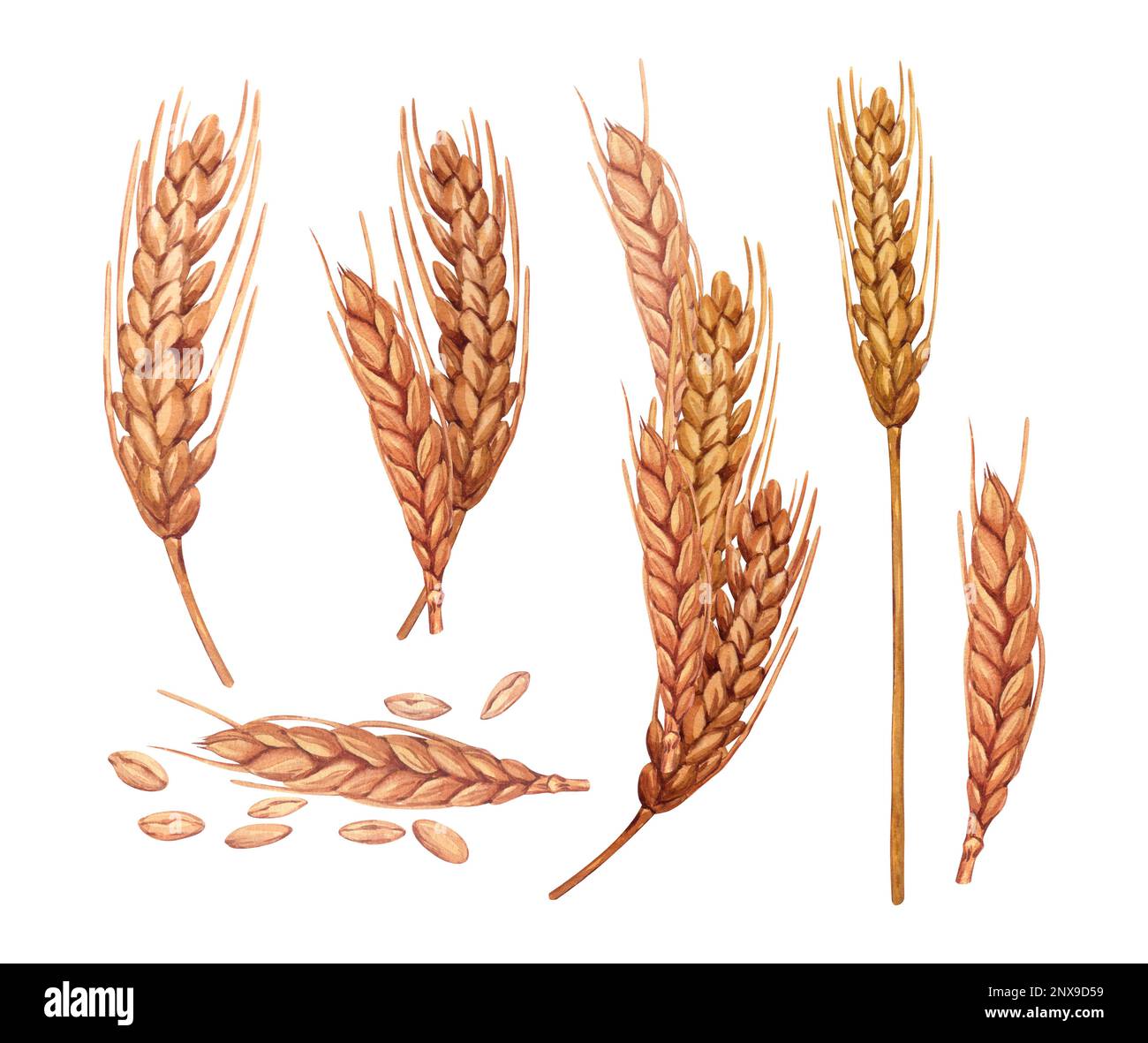 Watercolor spikelets of rye product illustration set. Painted isolated ...