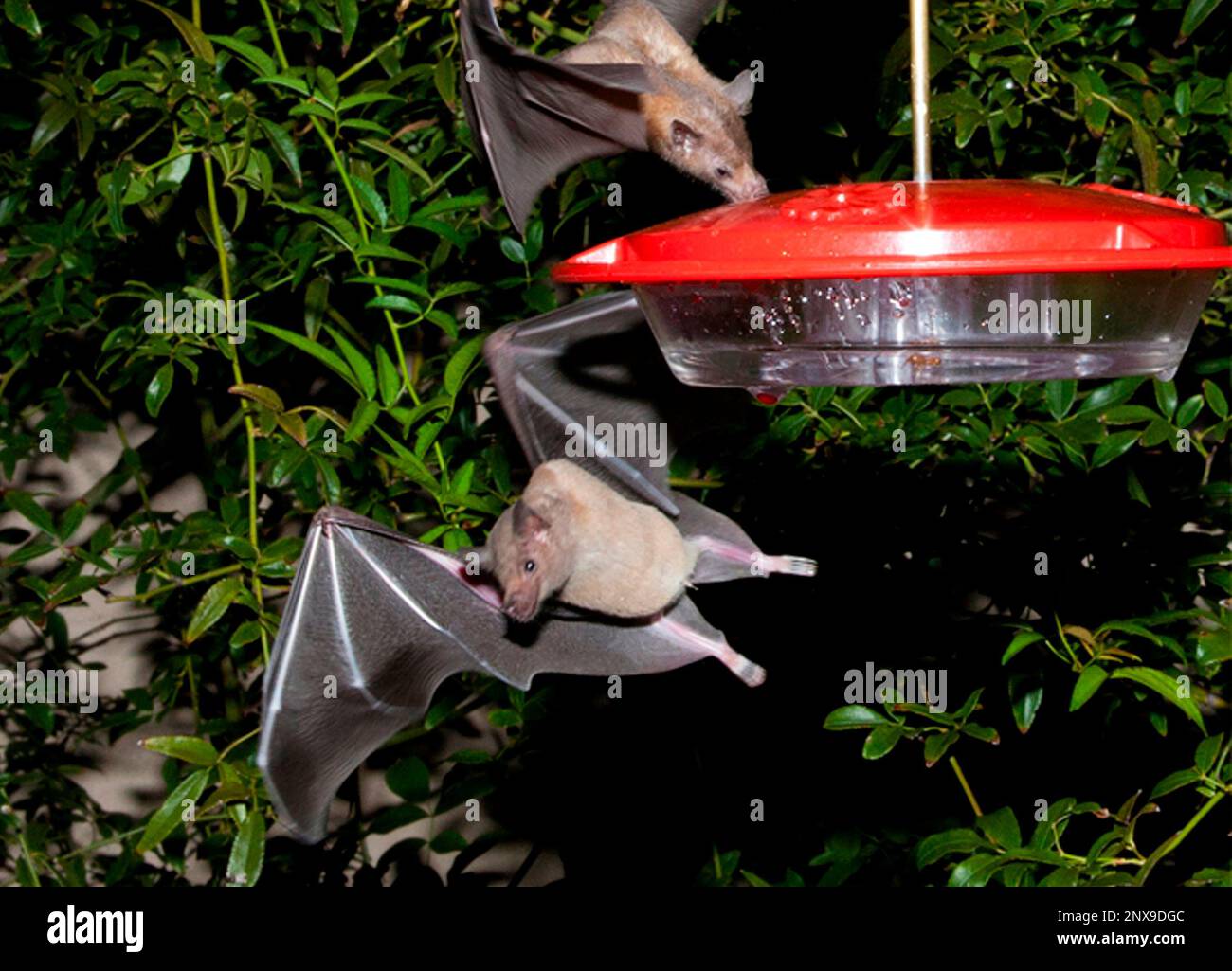 FILE This 2013 file photo provided by the U.S. Fish and Wildlife