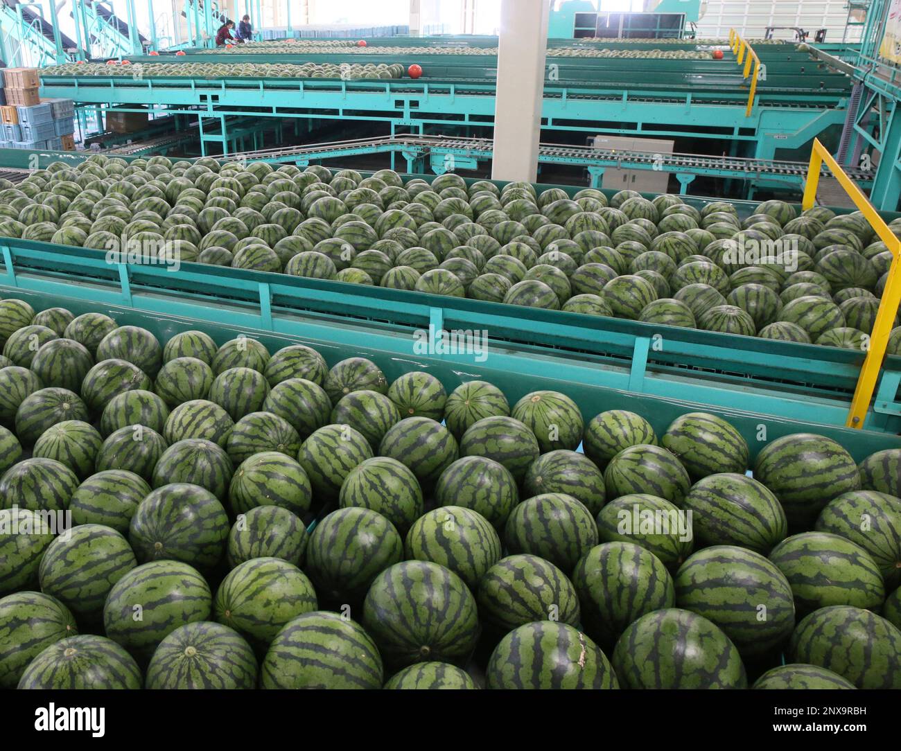 Watermelons grown in greenhouses are carried on the belt conveyor at