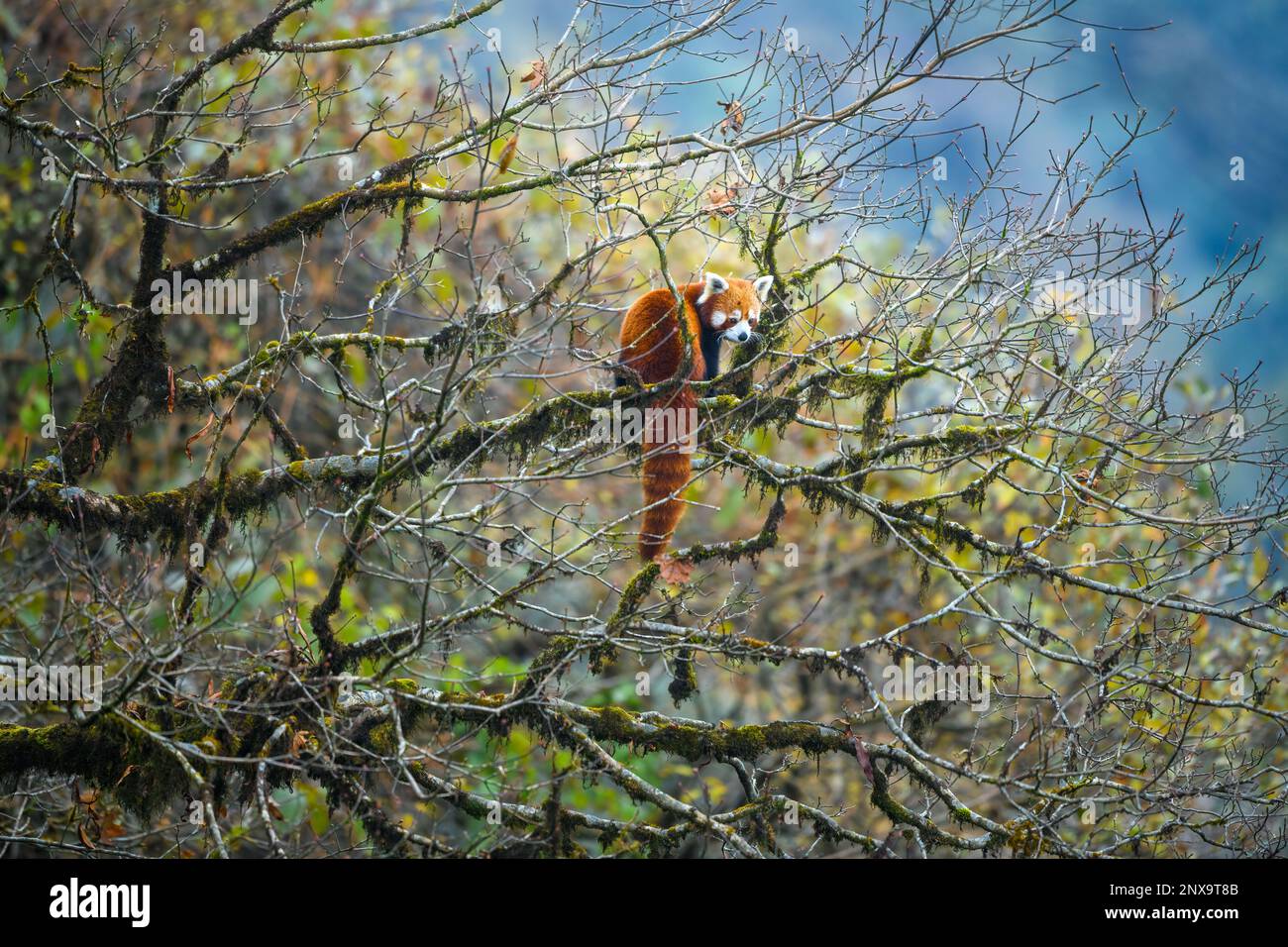 A red panda female in her habitat perched upon a mossy oak nut tree inside an Himalayan valley Stock Photo