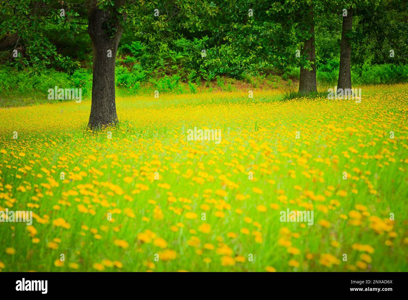 Field of yellow flowers in Mason County, Michigan, USA Stock Photo