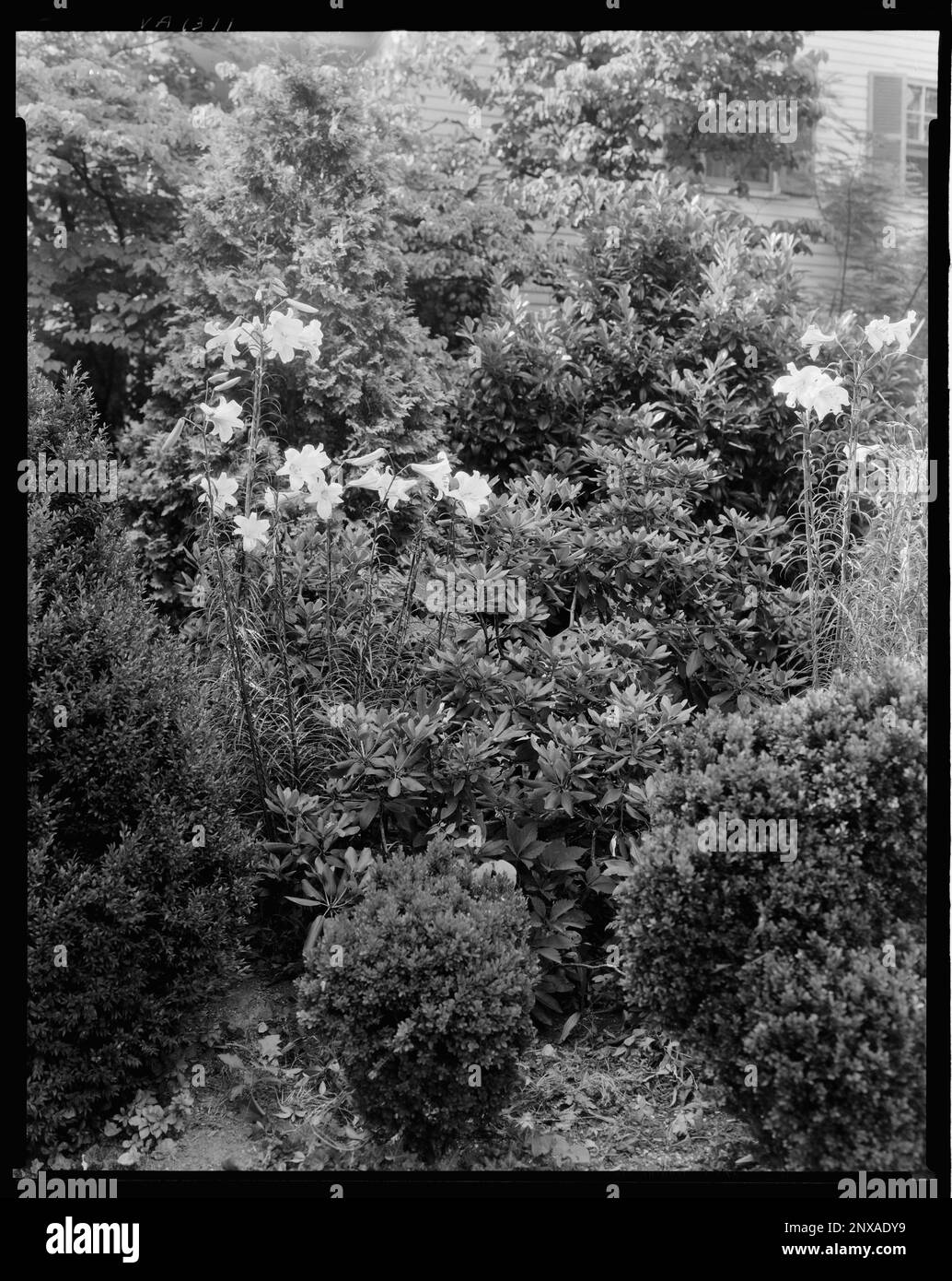 Rose Hill, Greenwood, Albemarle County, Virginia. Carnegie Survey of the Architecture of the South. United States  Virginia  Albemarle County  Greenwood, Lilies, Gardens. Stock Photo