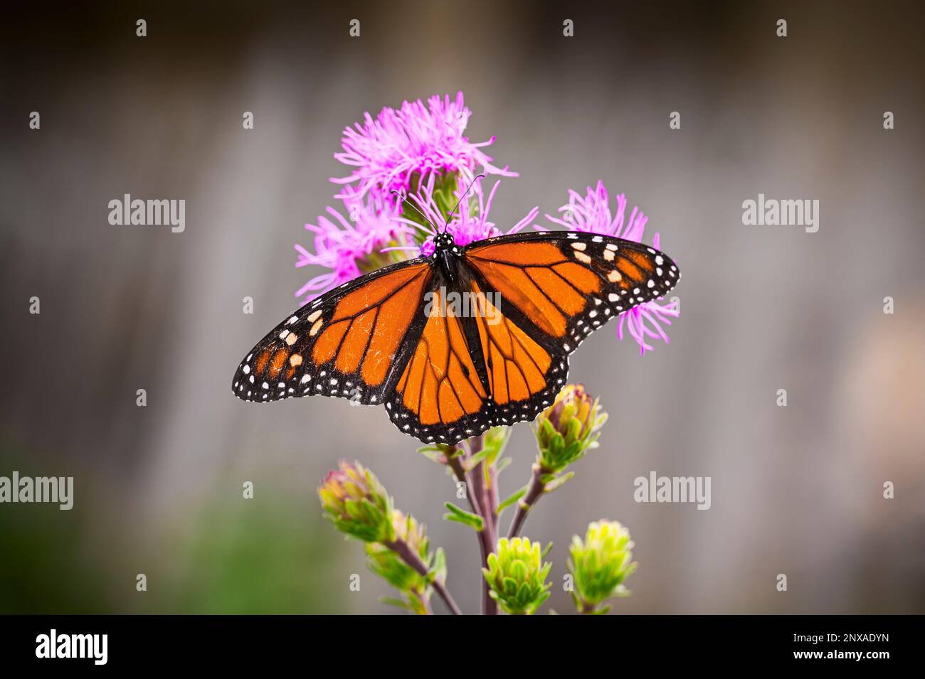 Backyard butterfly garden -- male Monarch butterfly(Danaus plexippus) in Ludington, Michigan, USA Stock Photo