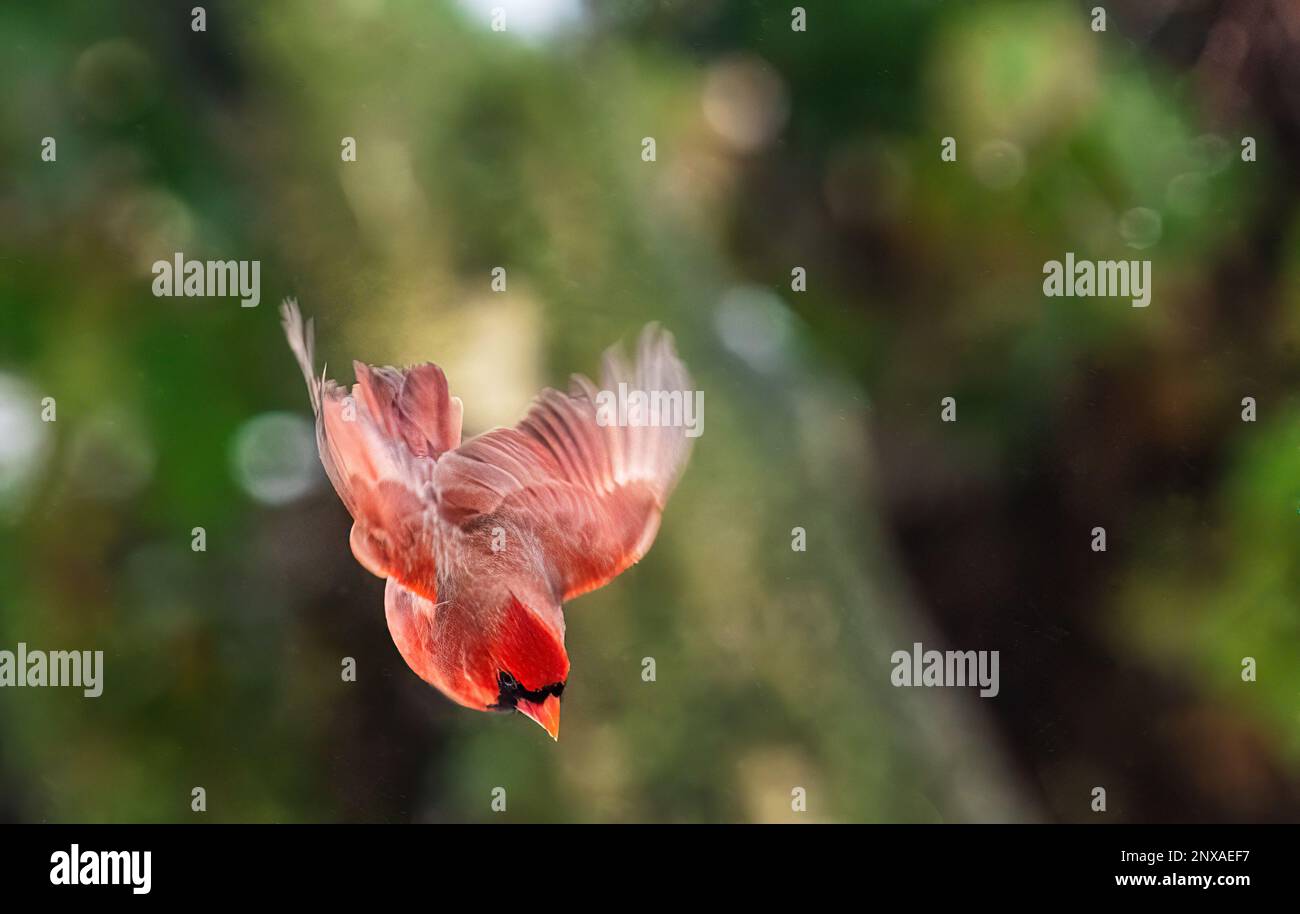 Cardinal clip art hi-res stock photography and images - Alamy