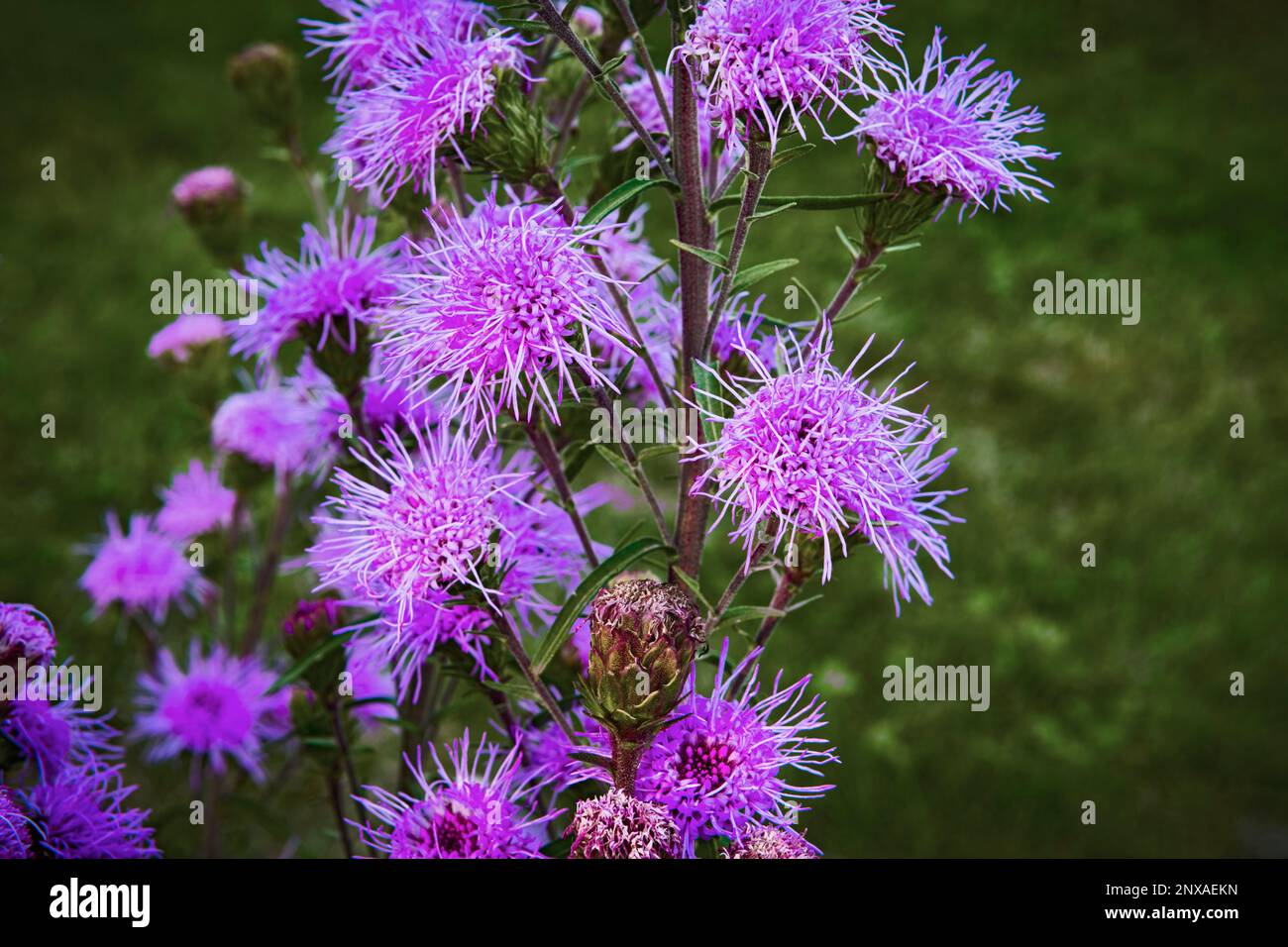 Backyard pollinator garden, cylindrical blazing star( Liatris cylindracea). Ludington, Michigan, USA Stock Photo