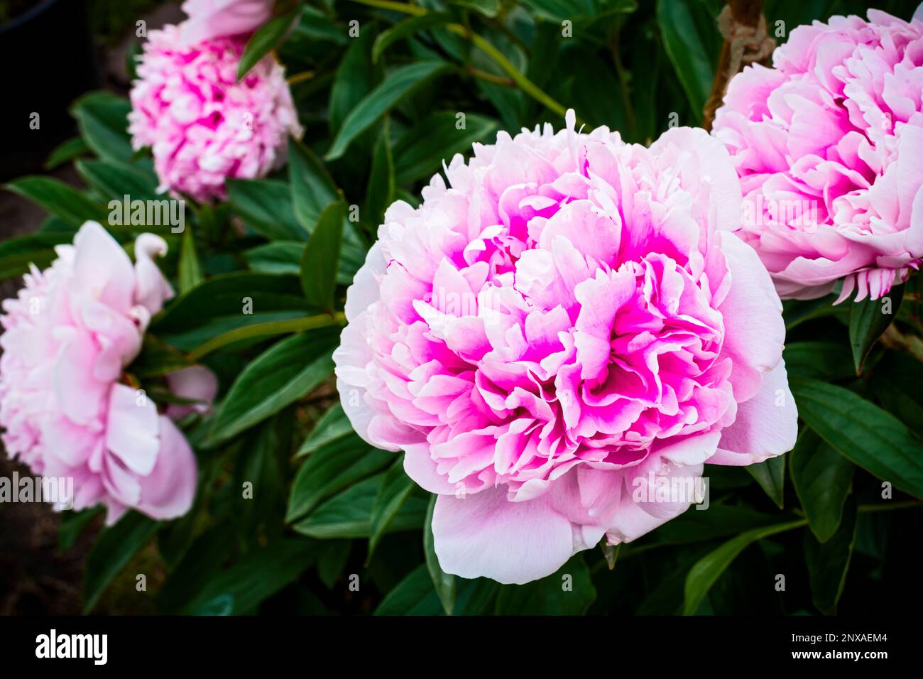 The ants have done their work -- backyard Peonies(Paeonia) in full bloom. #Ludington #Michigan #USA Stock Photo