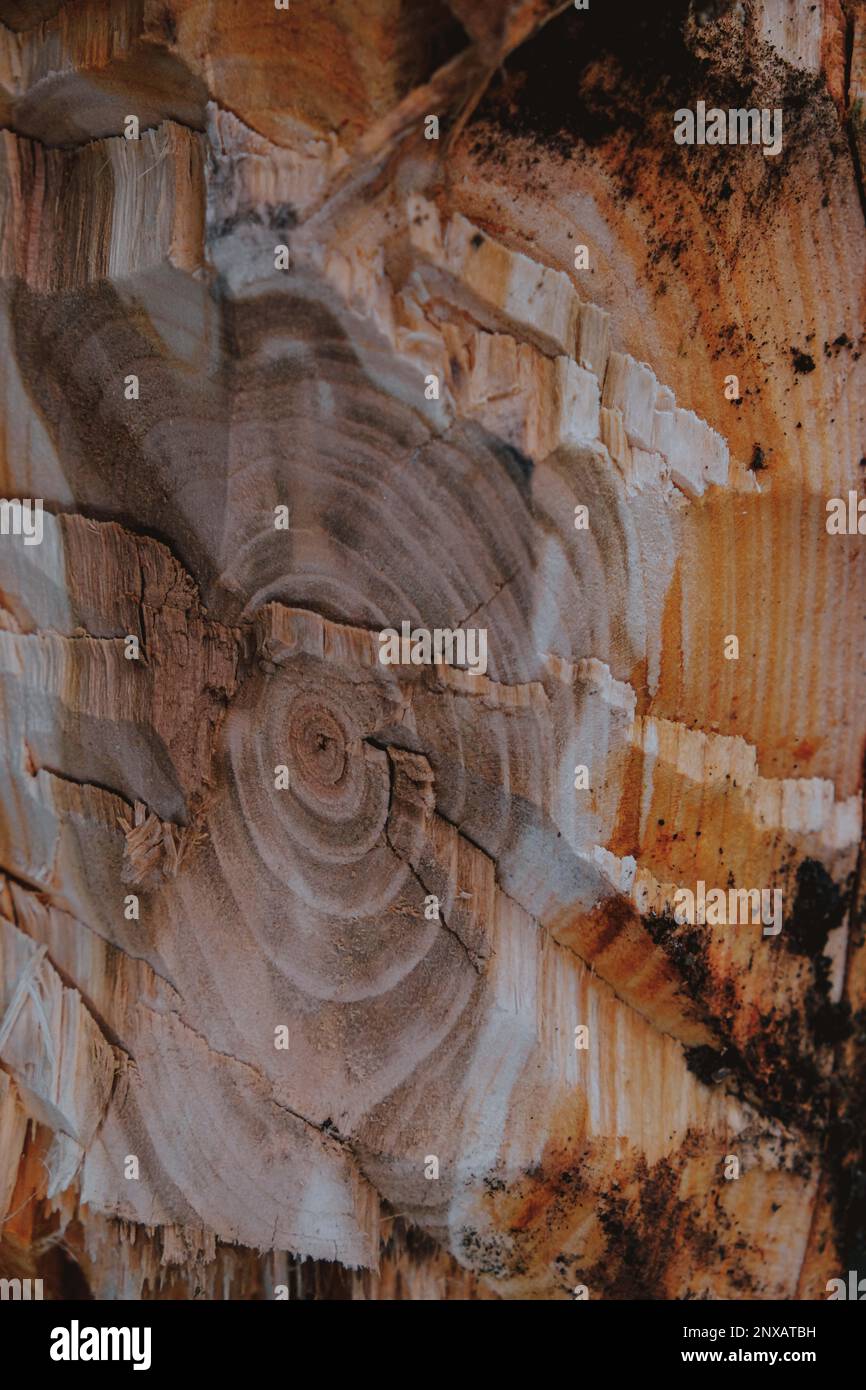 Close up of a freshly chopped down tree, cutting down fruit tree in the