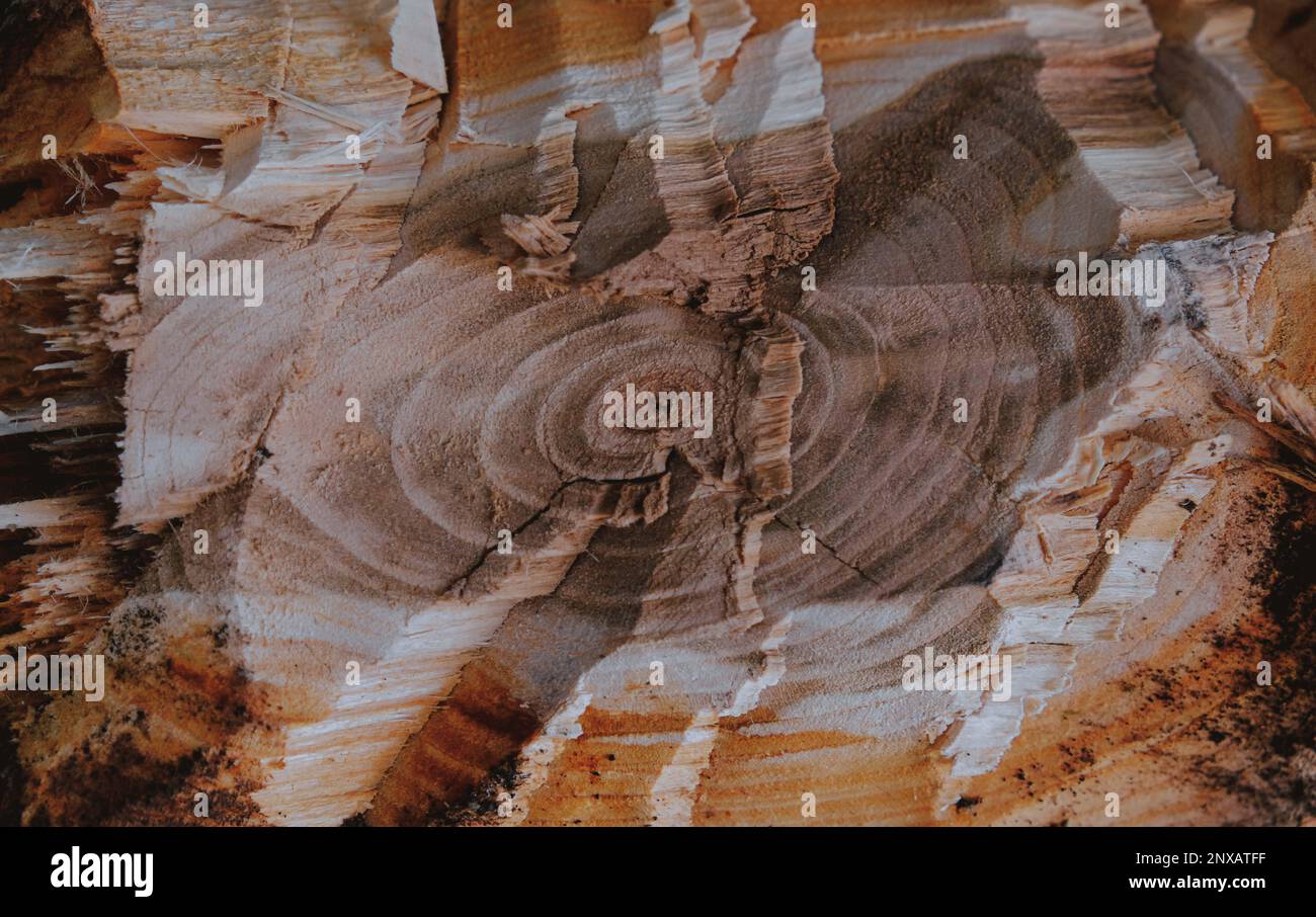 Close up of a freshly chopped down tree, cutting down fruit tree in the