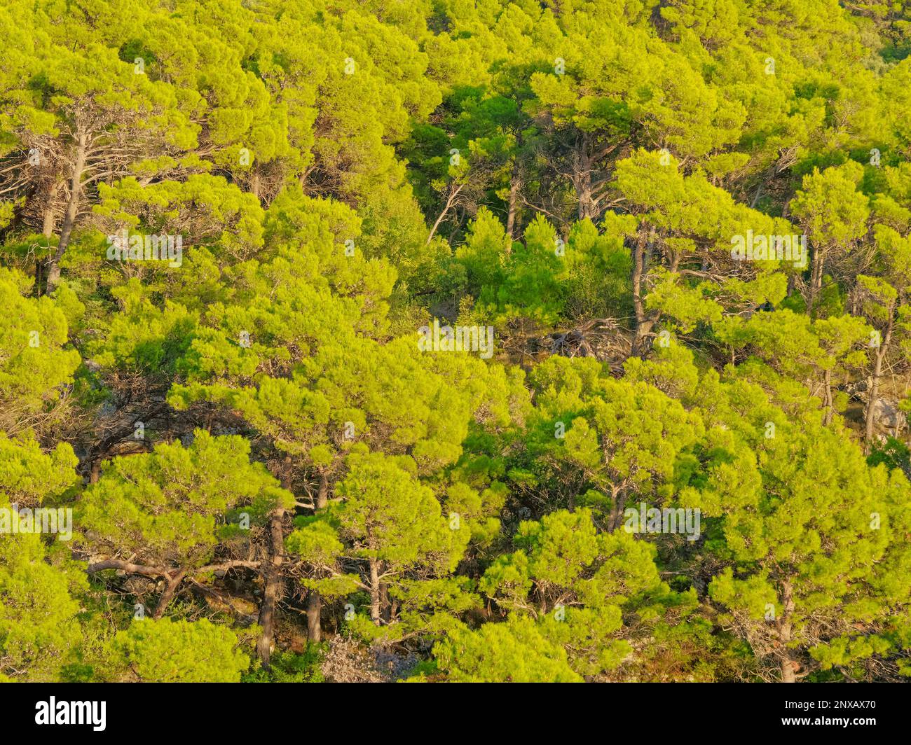 Pine trees forest in Biokovo mountain Croatia Stock Photo
