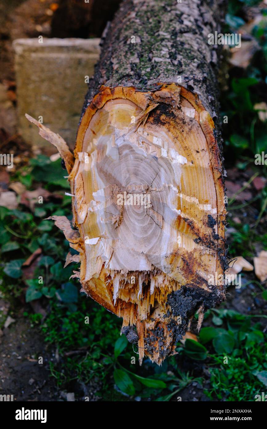 Close up of a freshly chopped down tree, cutting down fruit tree in the forest Stock Photo Alamy