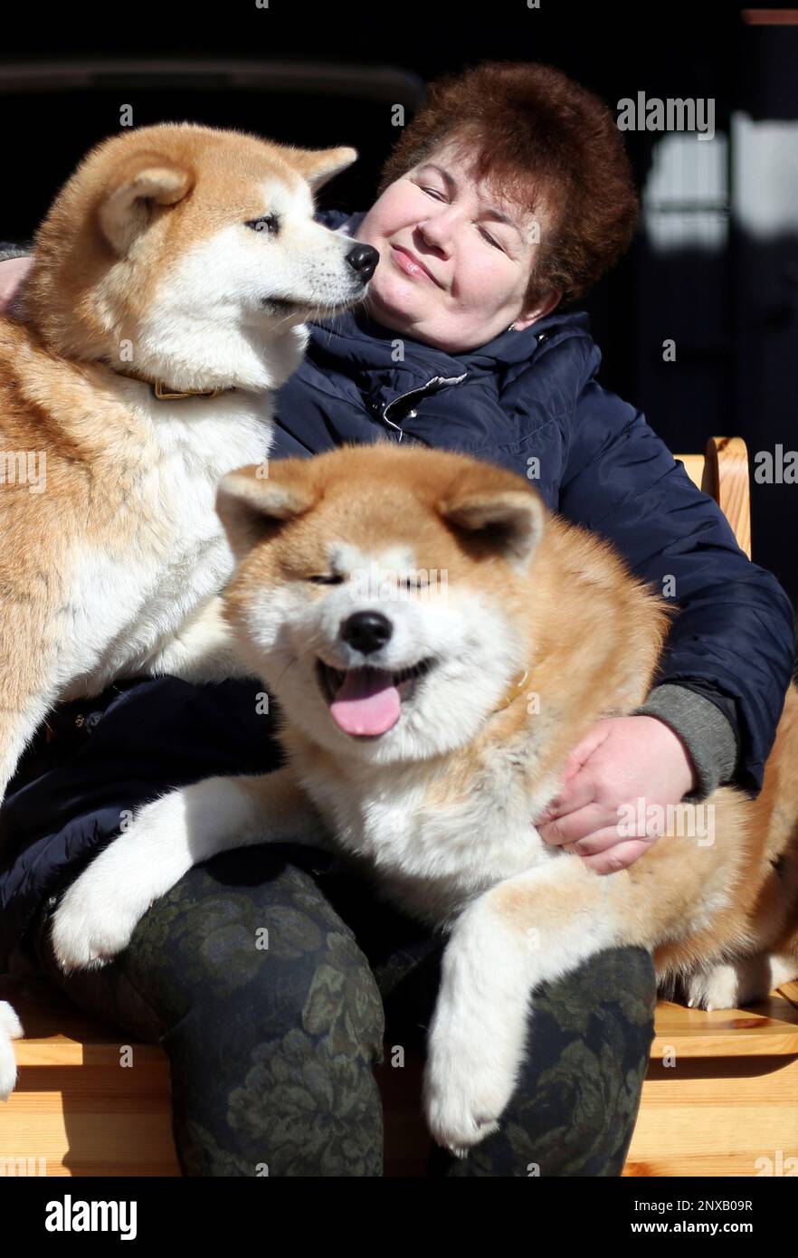Russian akita sale dog