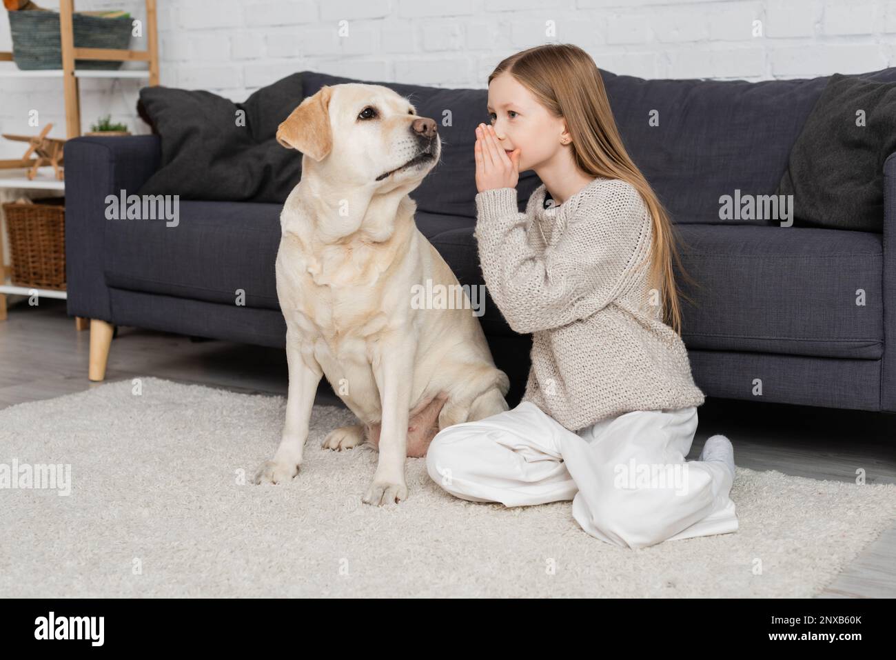 preteen girl sitting on floor near couch and telling secret to labrador dog,stock image Stock Photo