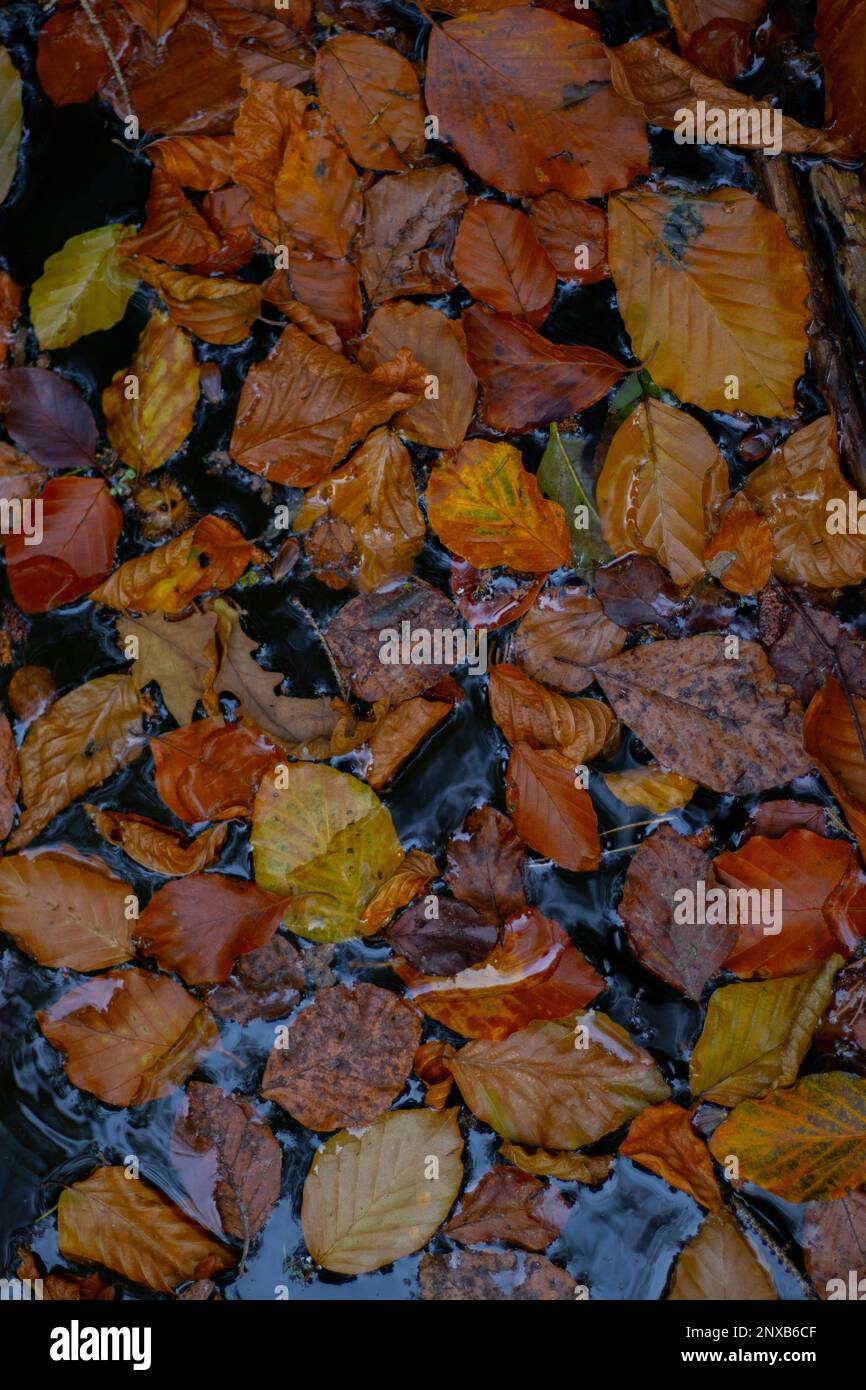 Orange autumn leaves floating abstract hi-res stock photography and ...