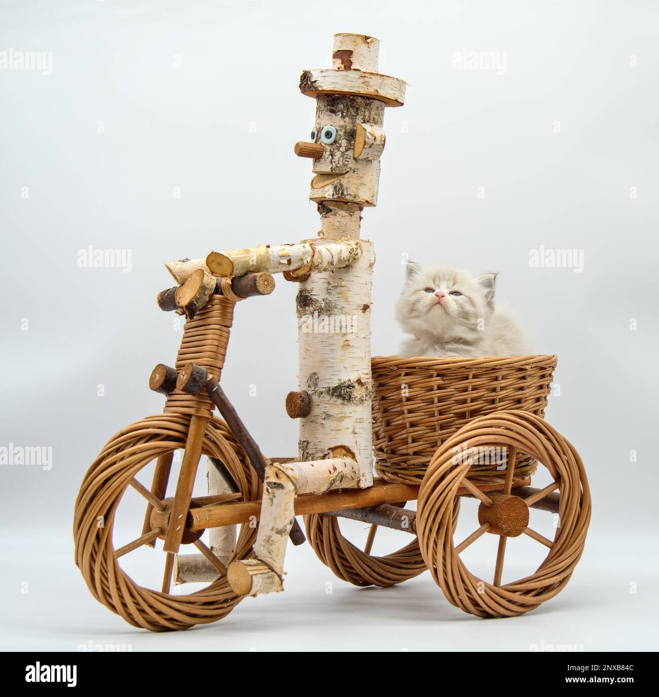 A white cat rides a tricycle Stock Photo