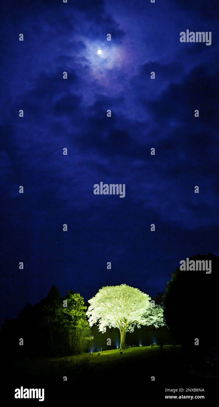 A Moon Shines Above A Yamazakura Wild Cherry Blossoms Tree In Otsuki