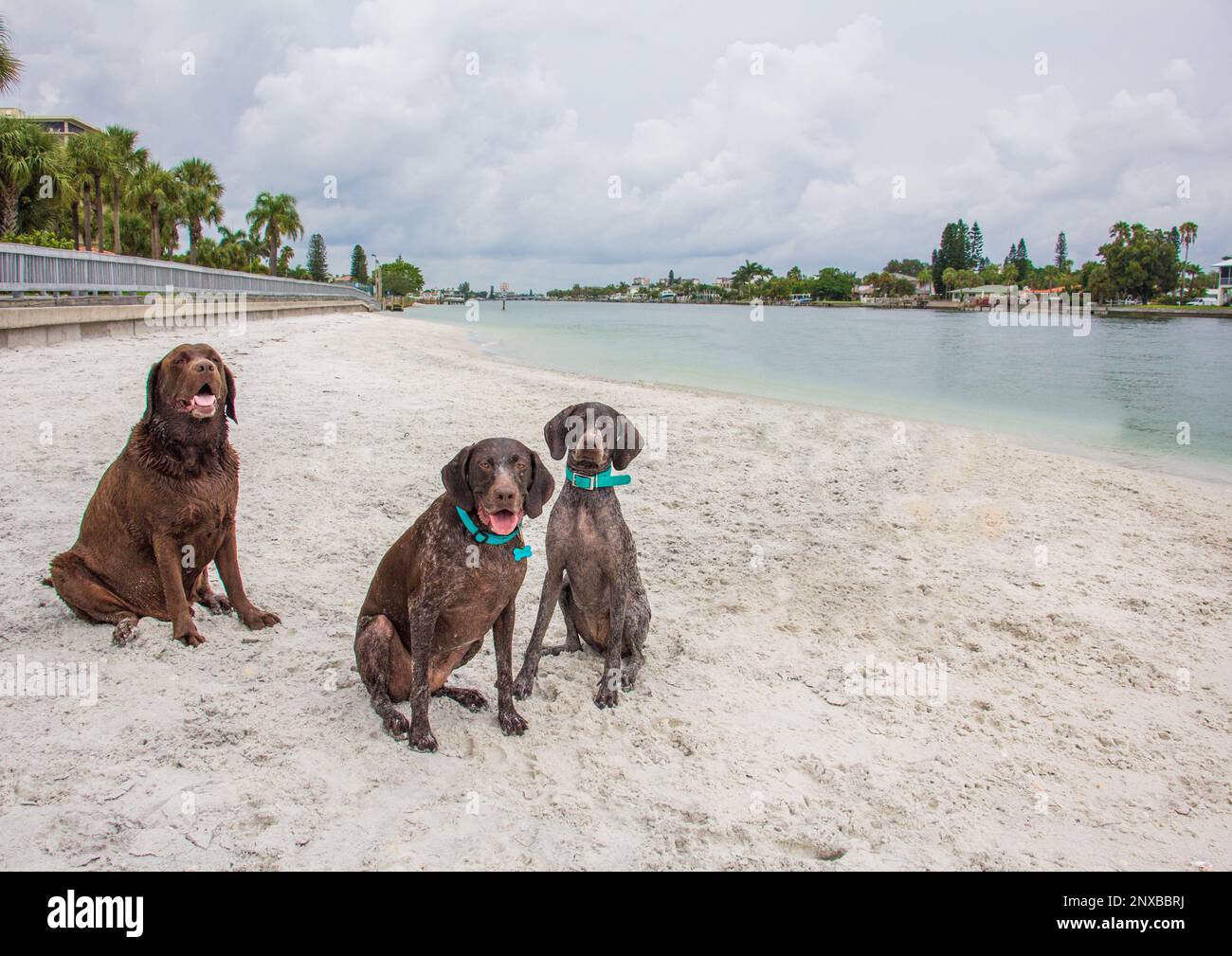 Three dogs sitting on a beach, Florida, USA Stock Photo