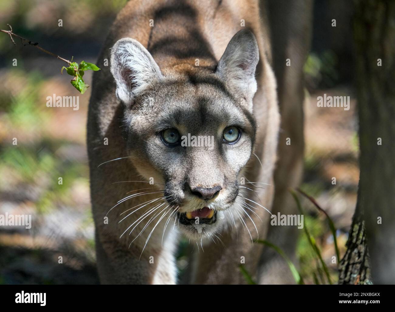 Naples, United States. 28th Feb, 2023. 2/28/23 Naples, Florida Florida