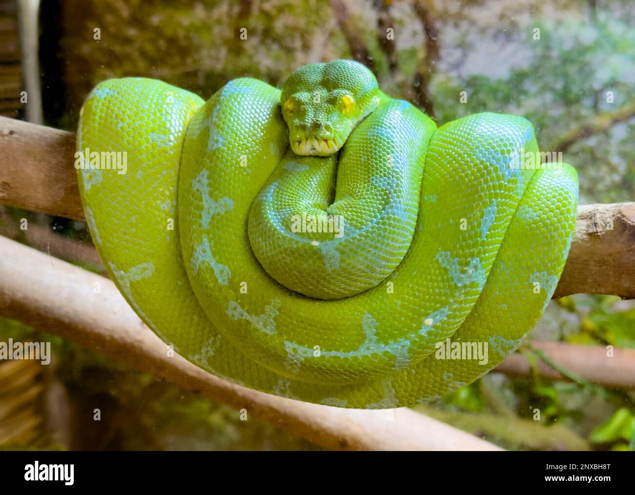 Naples, United States. 01st Mar, 2023. 2/28/23 Naples, Florida Green ...