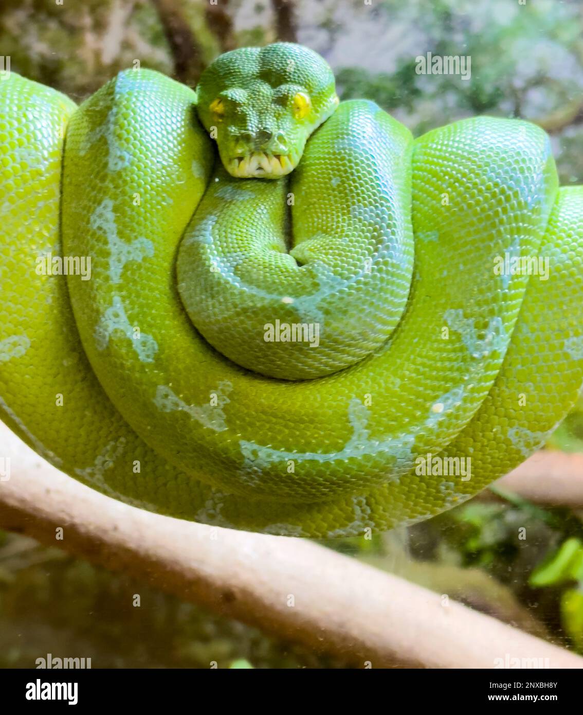 Naples, United States. 01st Mar, 2023. 2/28/23 Naples, Florida Green