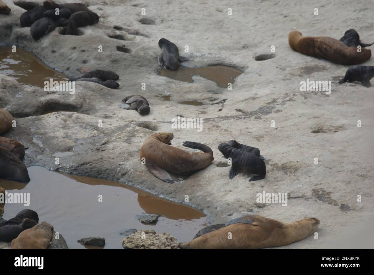 Sea lions in the protected area of Punta Loma, Puerto Madryn.  Punta Loma Lobería Reserve Stock Photo