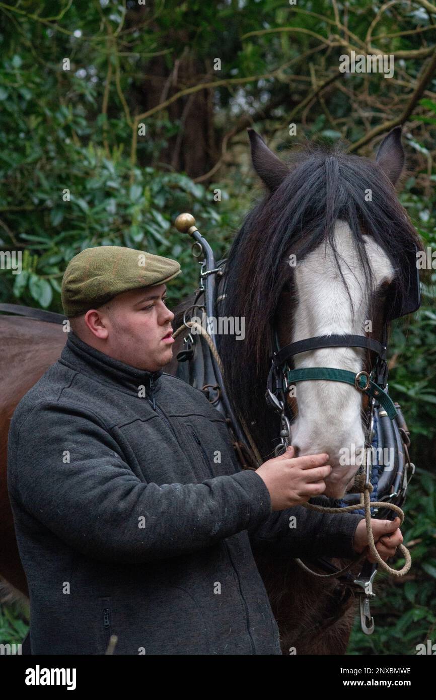 London, UK. 1st Mar, 2021. Shire Horse helps clear Chiswick's Wilderness. London, UK. Six year-old rescued Shire Horse gelding William, 17hh, helps Tom Nixon of Operation Centaur clear fallen or dead trees from The WIlderness in the grounds of Chiswick House. Credit: Peter Hogan/Alamy Live News Stock Photo