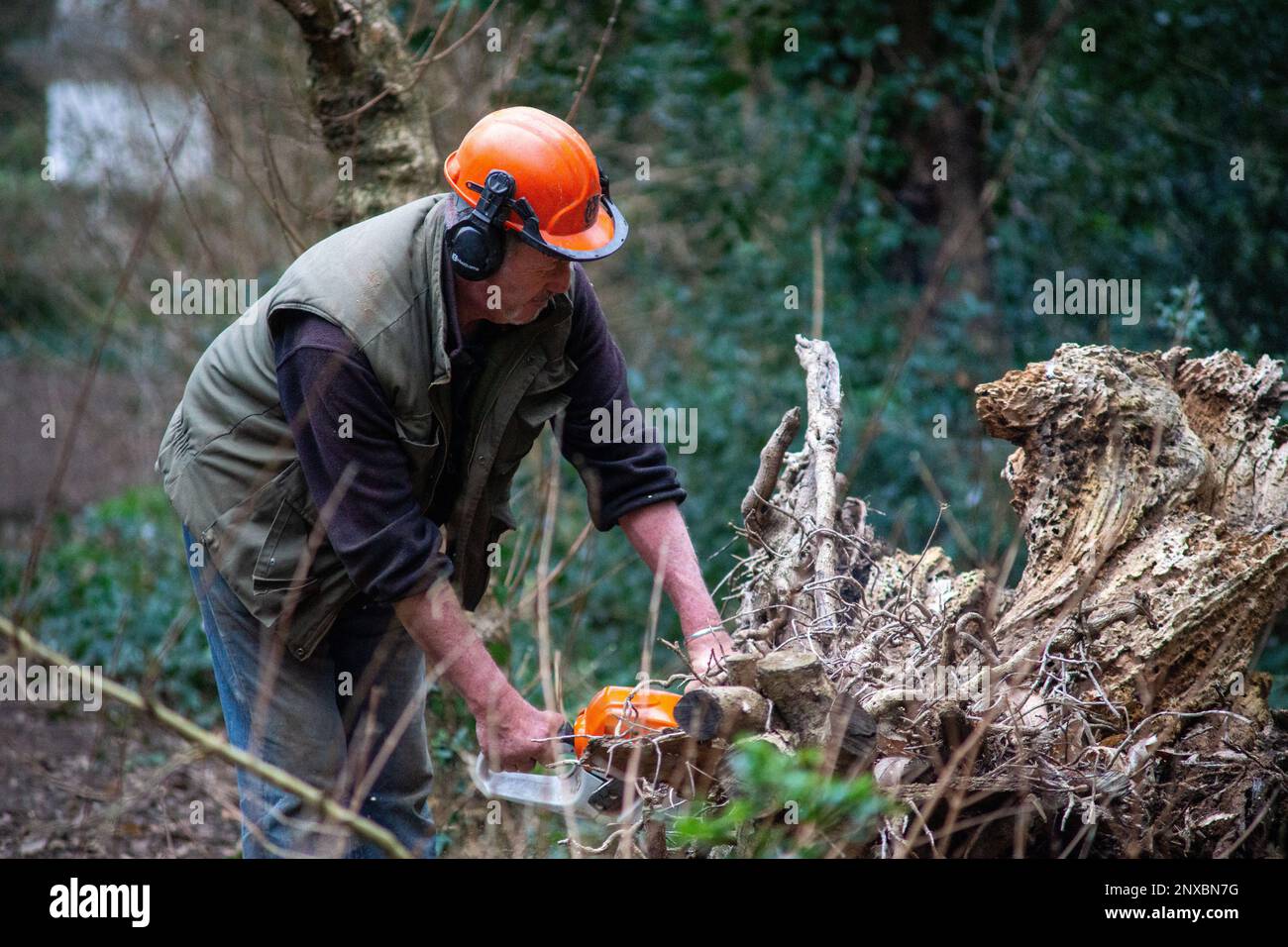 London, UK. 1st Mar, 2021. Shire Horse helps clear Chiswick's Wilderness. London, UK. Six year-old rescued Shire Horse gelding William, 17hh, helps Tom Nixon of Operation Centaur clear fallen or dead trees from The WIlderness in the grounds of Chiswick House. Credit: Peter Hogan/Alamy Live News Stock Photo
