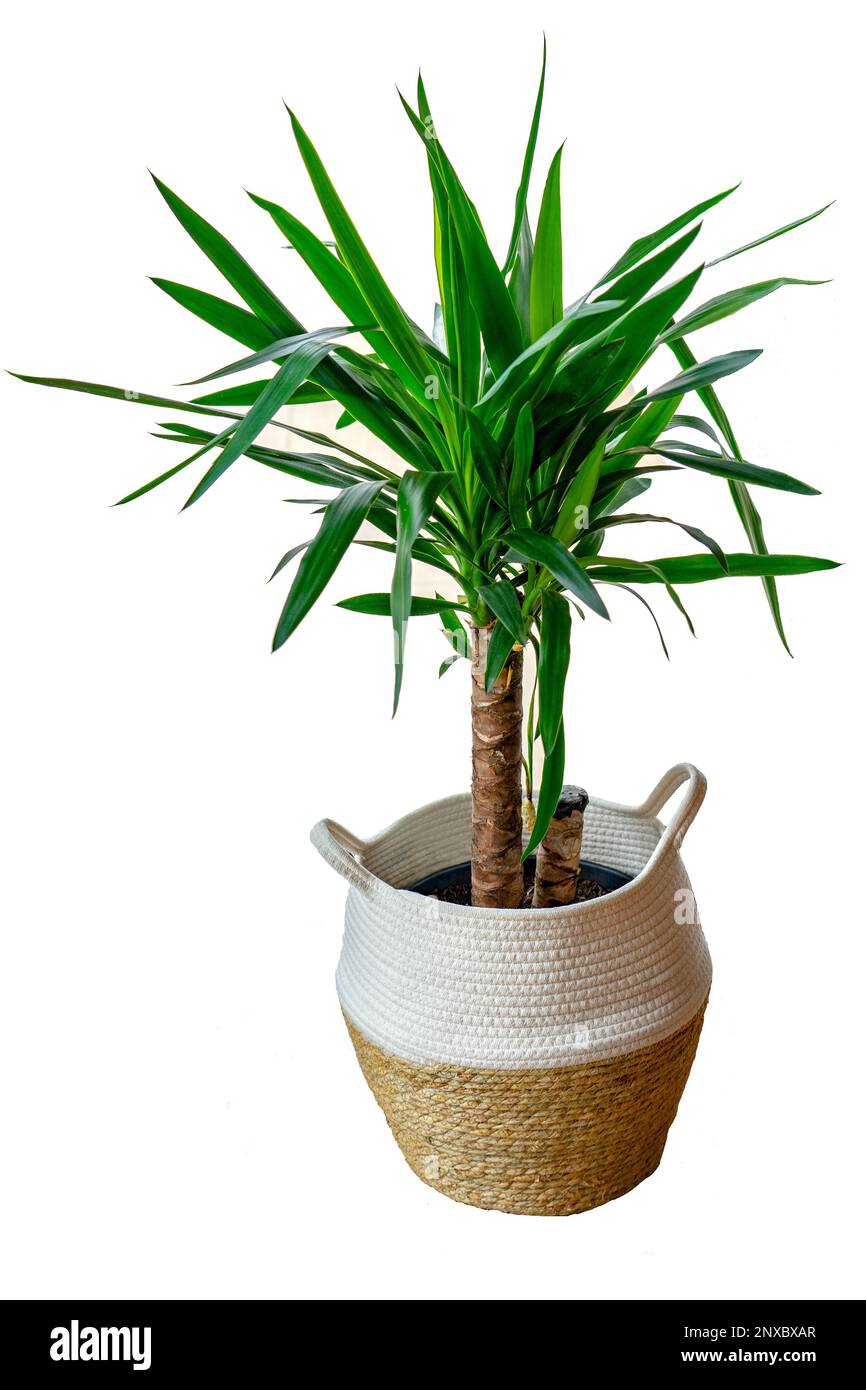 Asparagaceae Yucca palm houseplant with isolated white background . Stock Photo