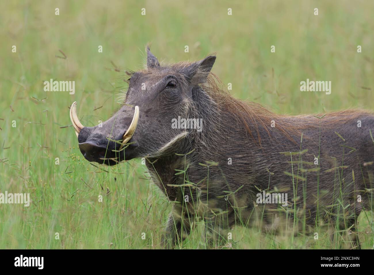 warthog Stock Photo