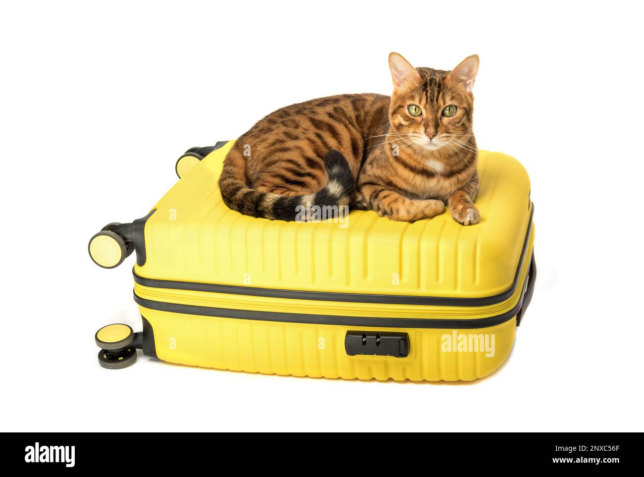 Bengal cat and yellow suitcase isolated on white background Stock Photo